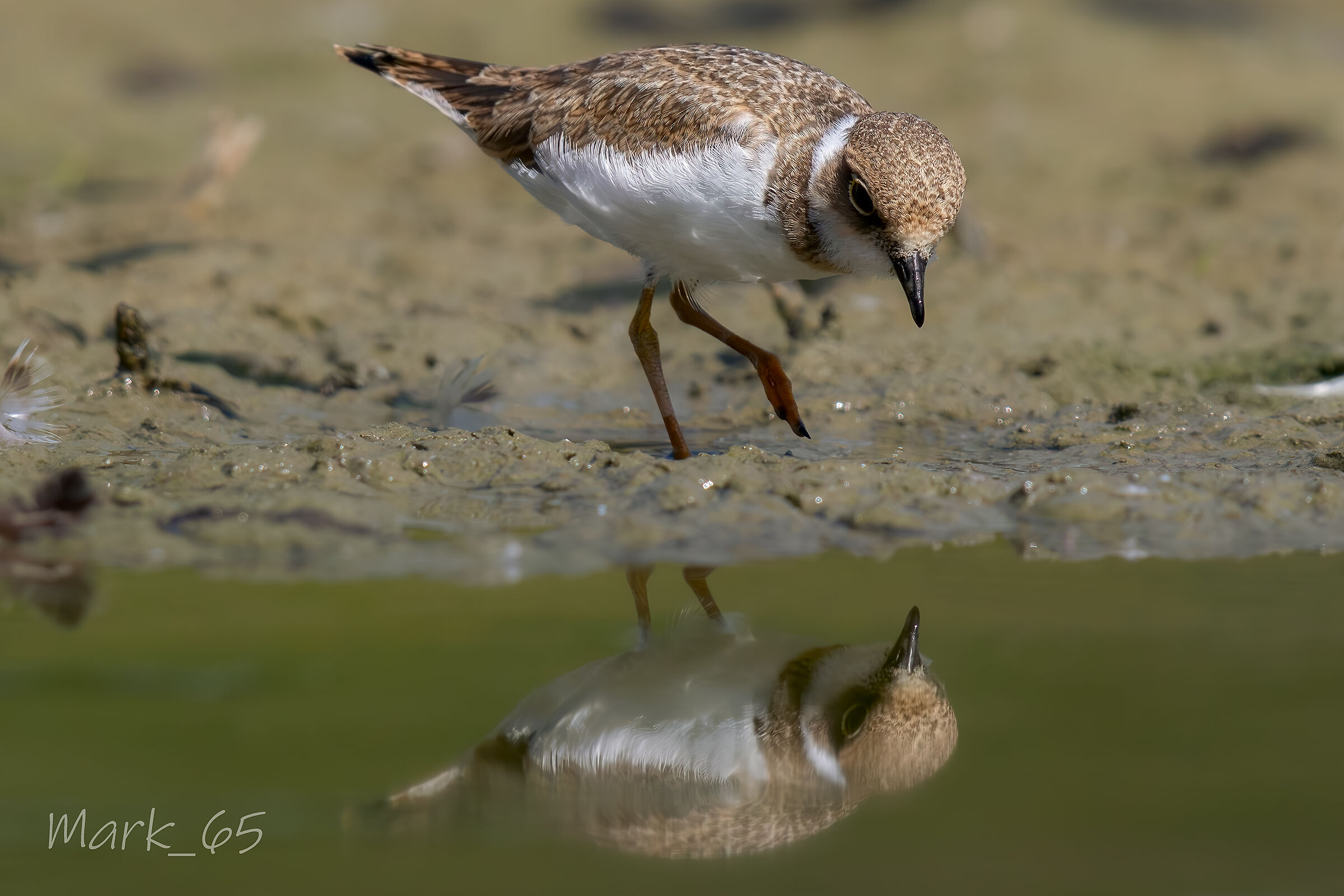 little ringed plover