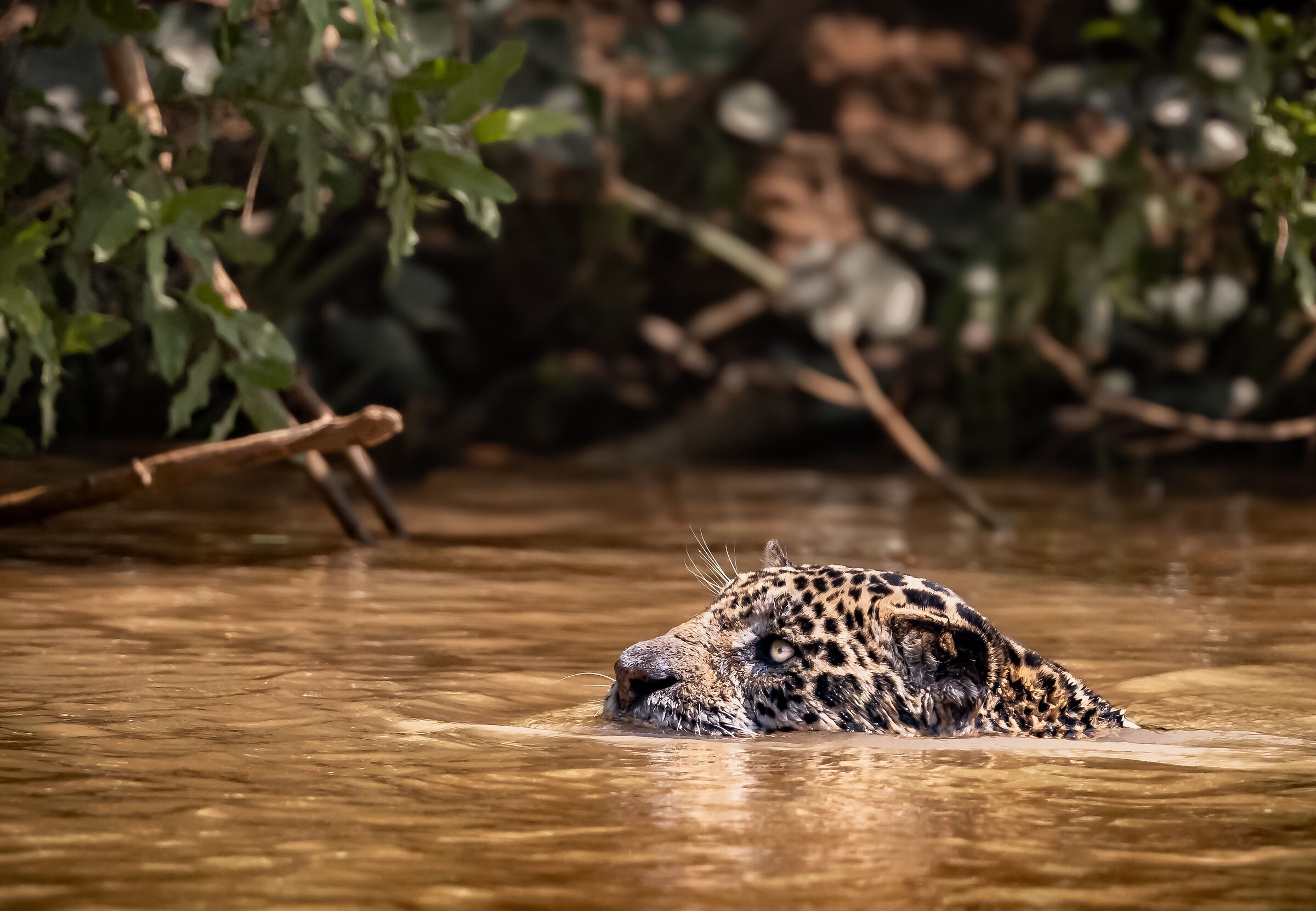 a caccia | hunting