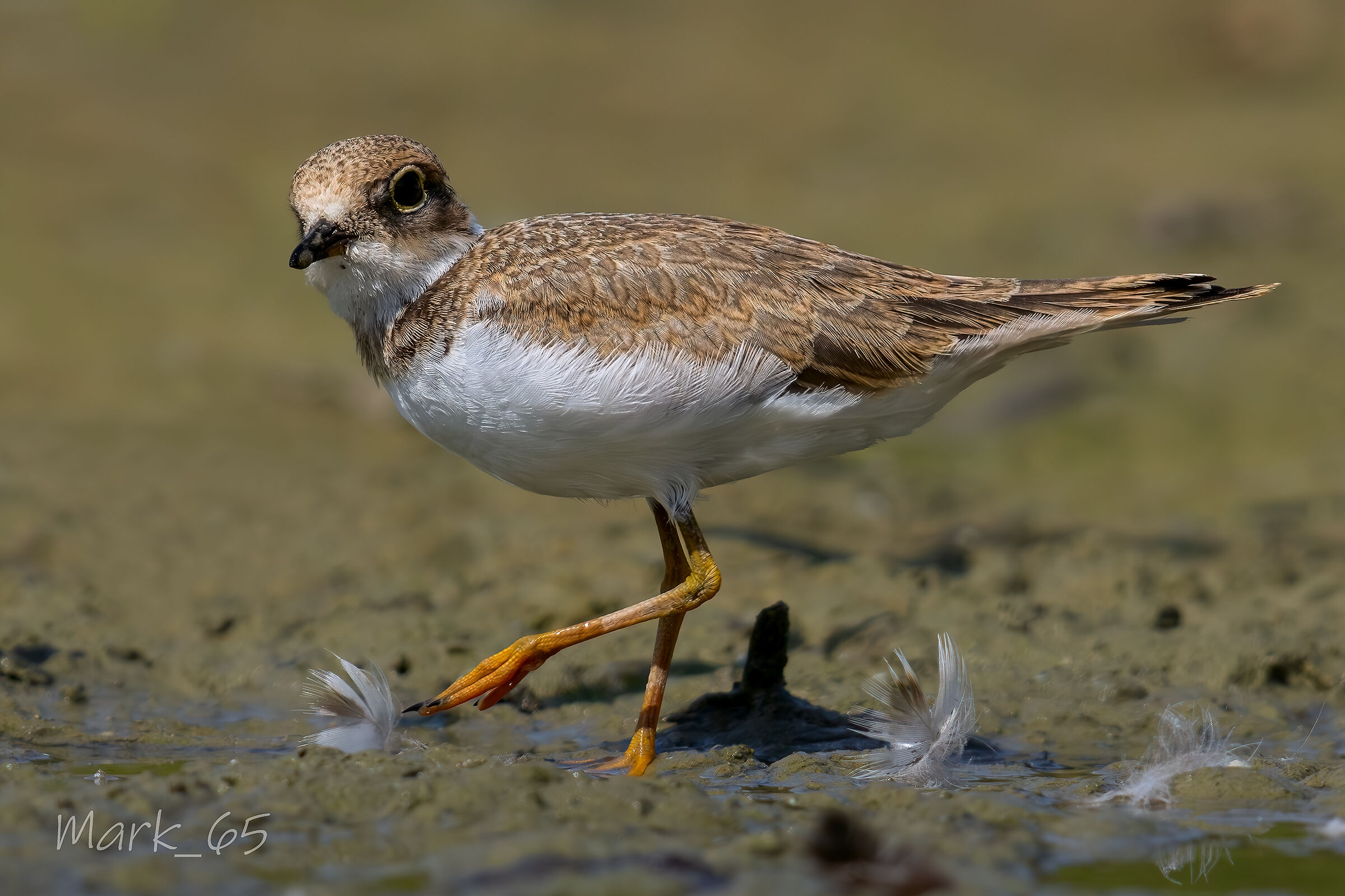 little ringed plover