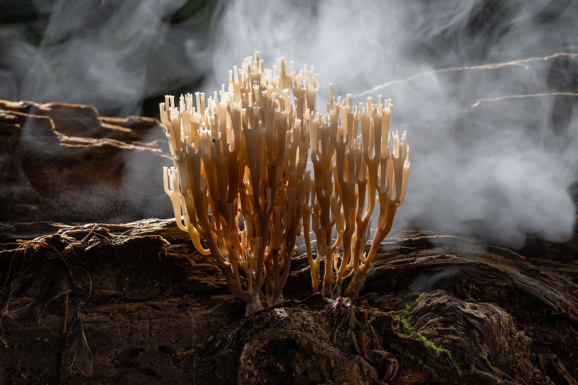 Artomyces pyxidatus