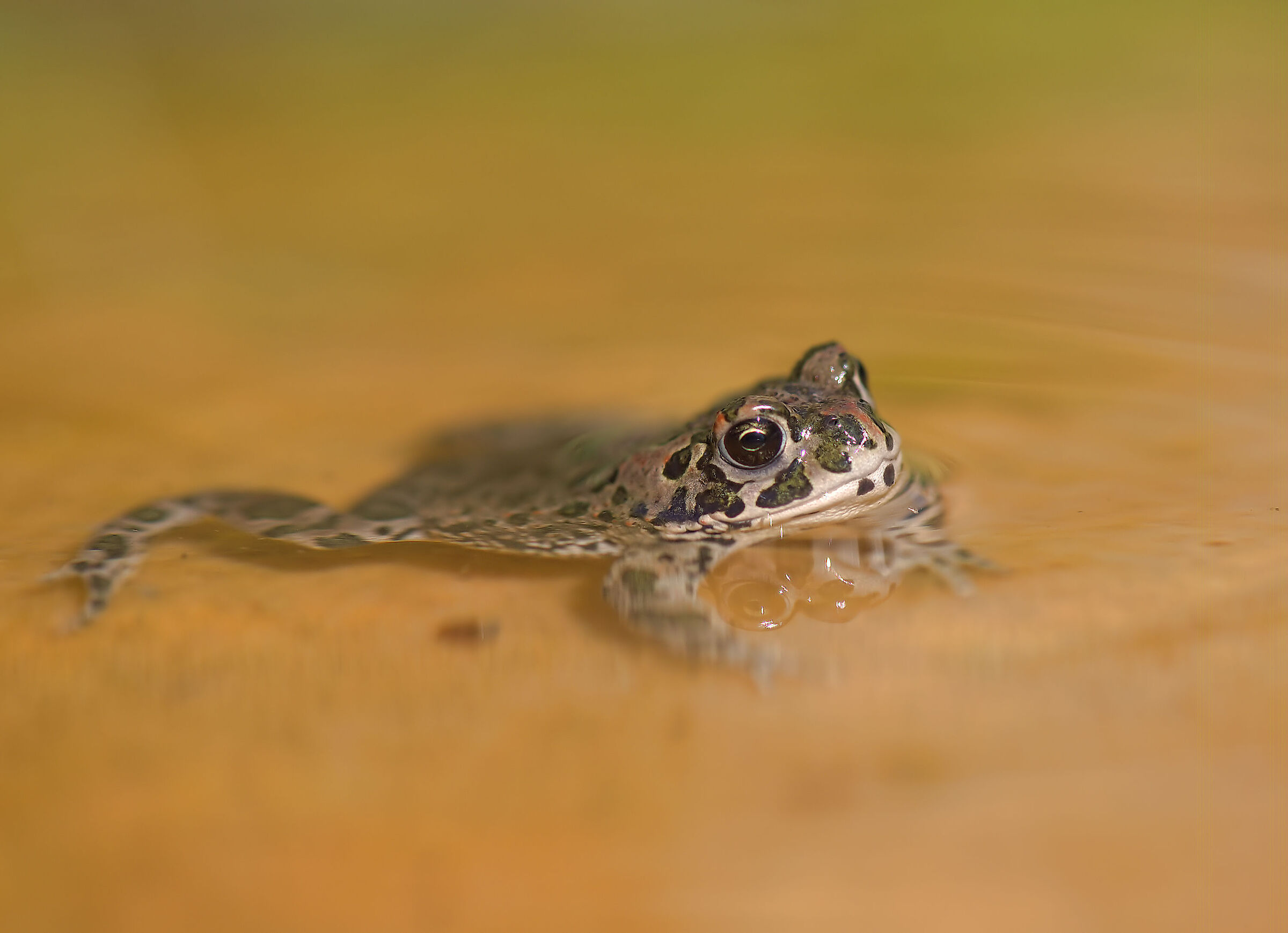 Toad Emerald Juv