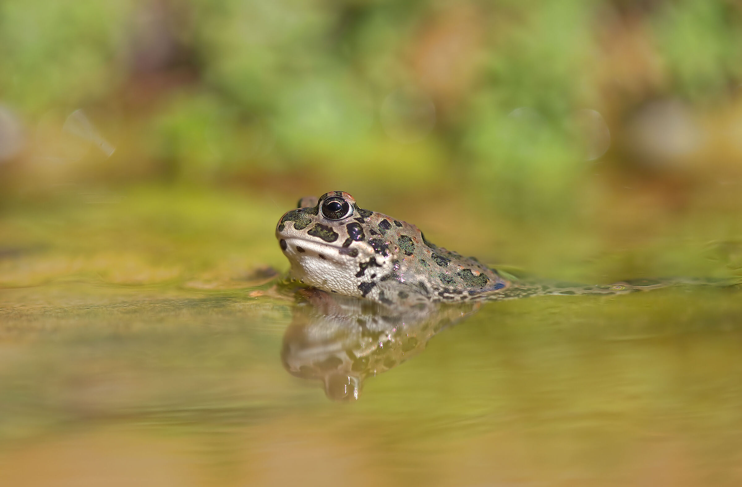 Toad Emerald Juv