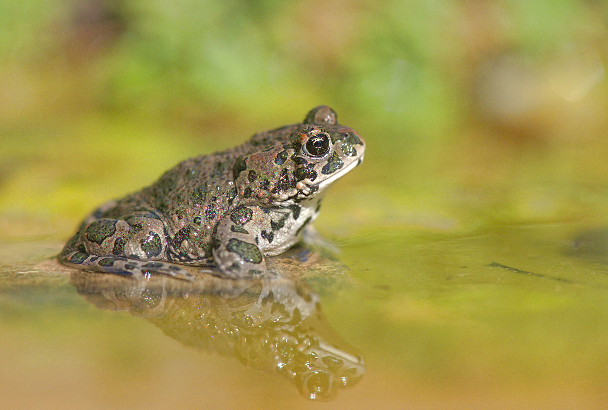 Toad Emerald Juv