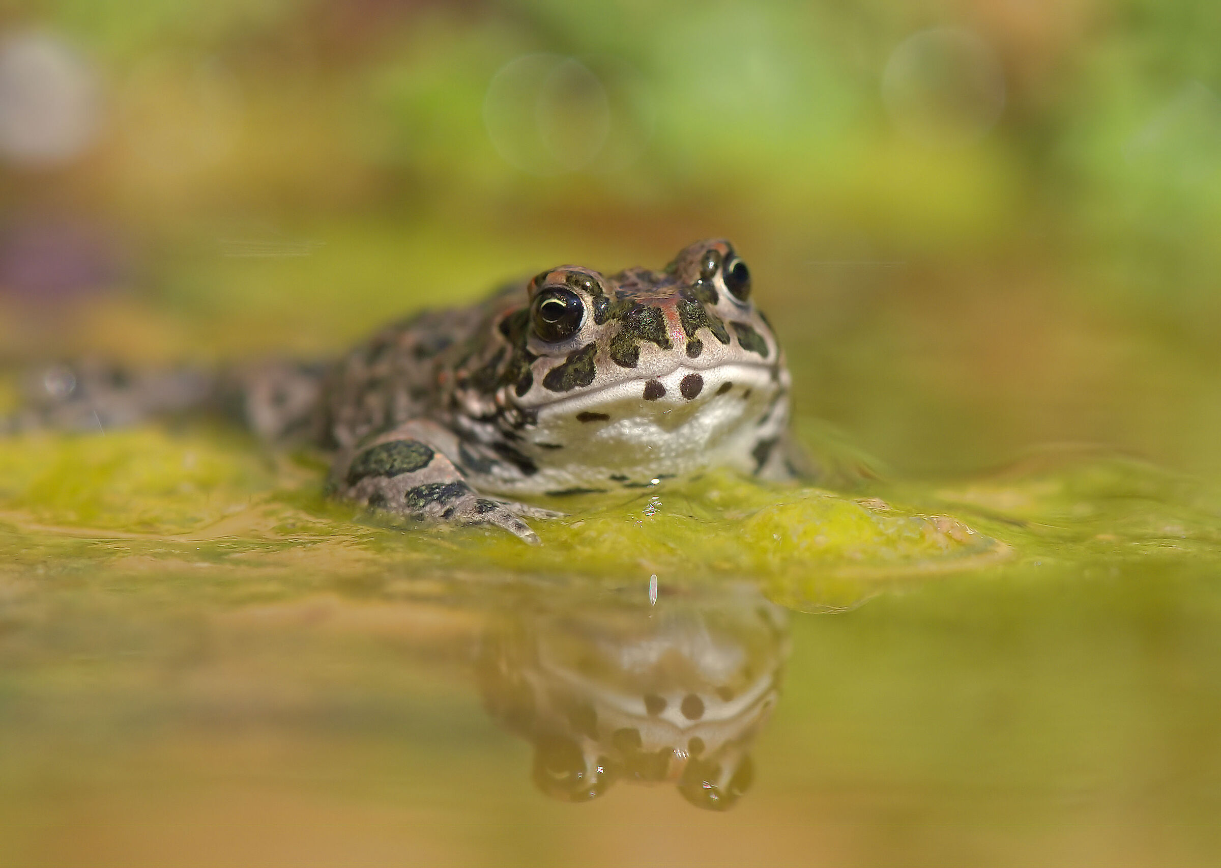 Toad Emerald Juv