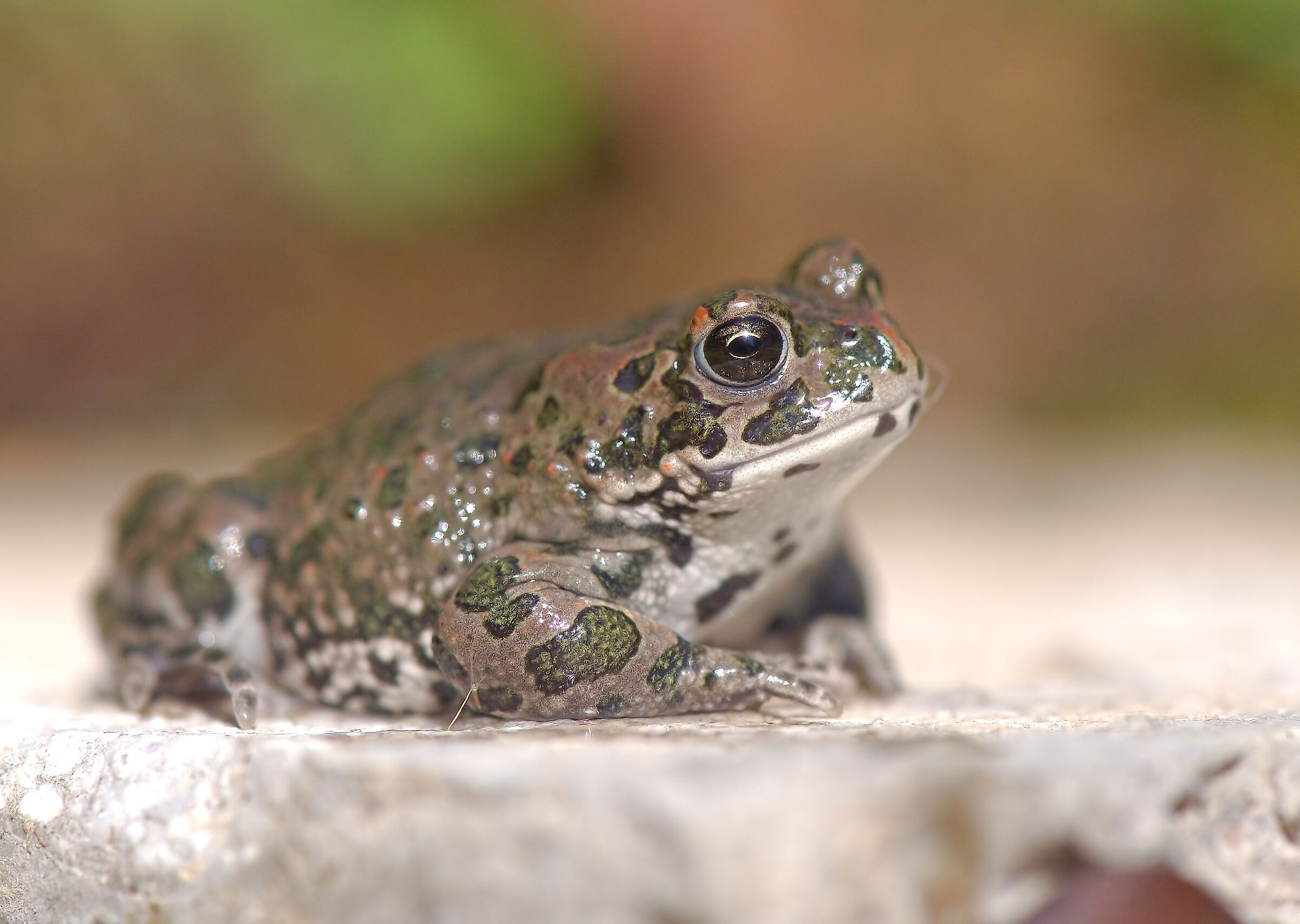 Toad Emerald Juv