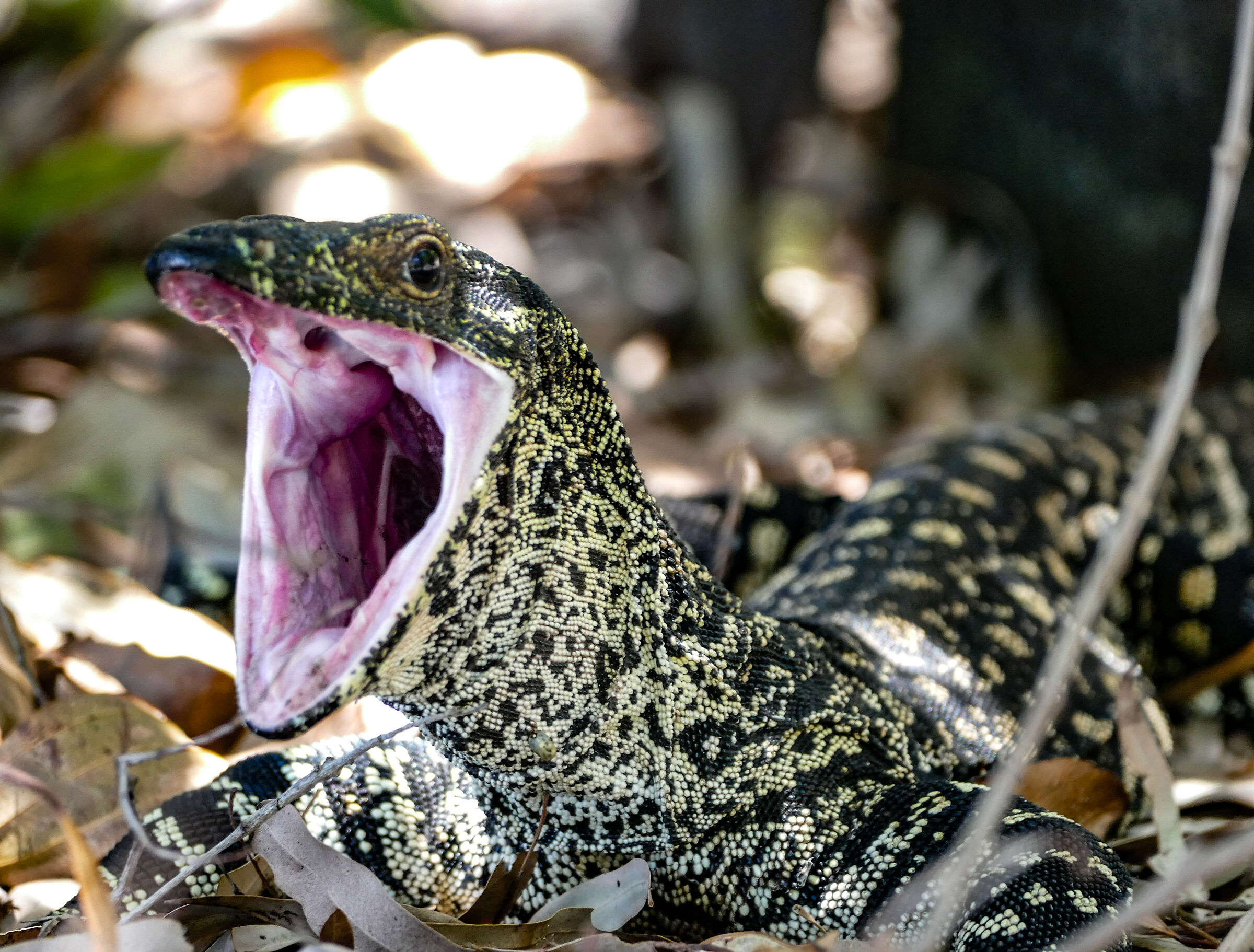 Monitor lizard in Whitsundays