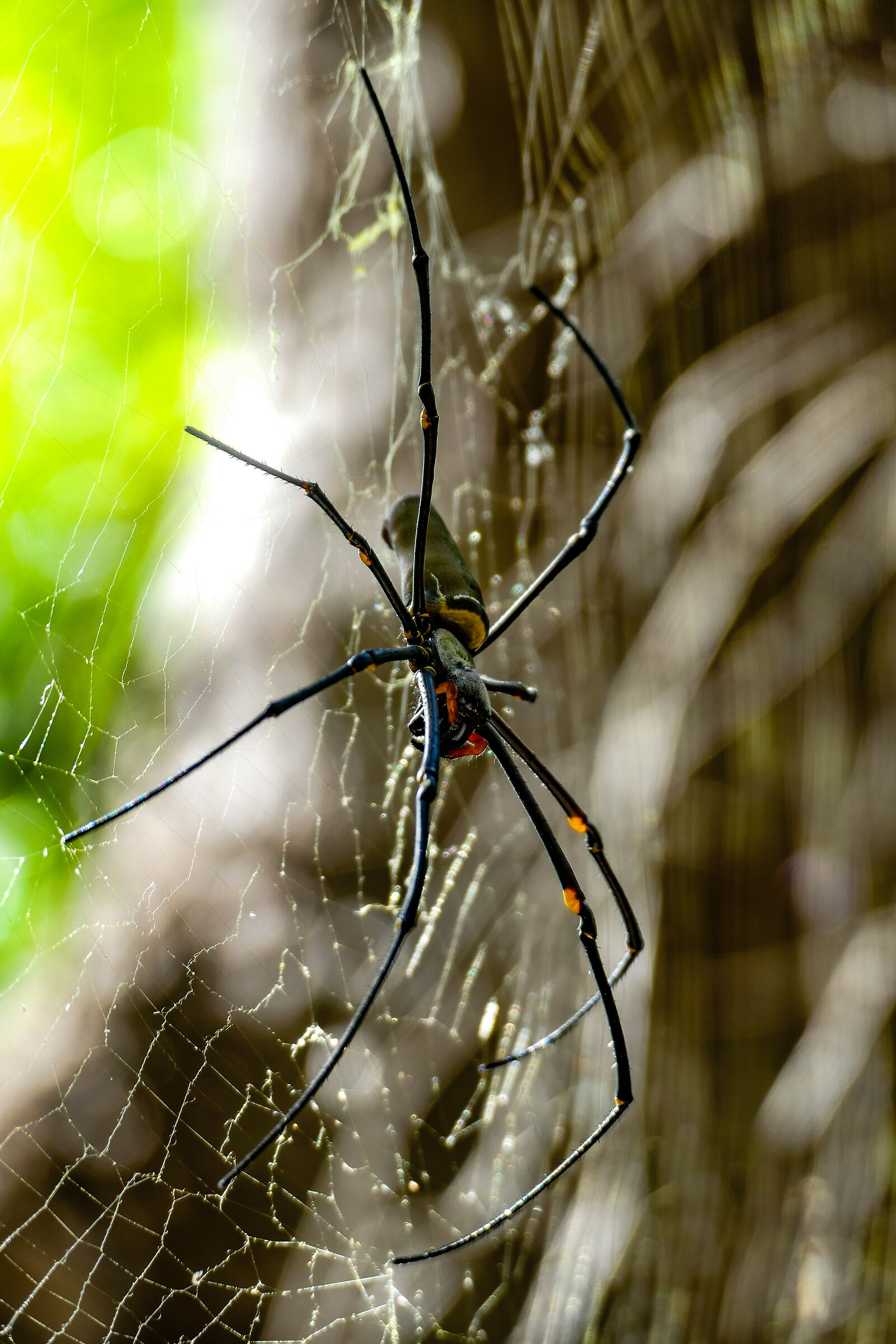 Golden orb-weaver spider