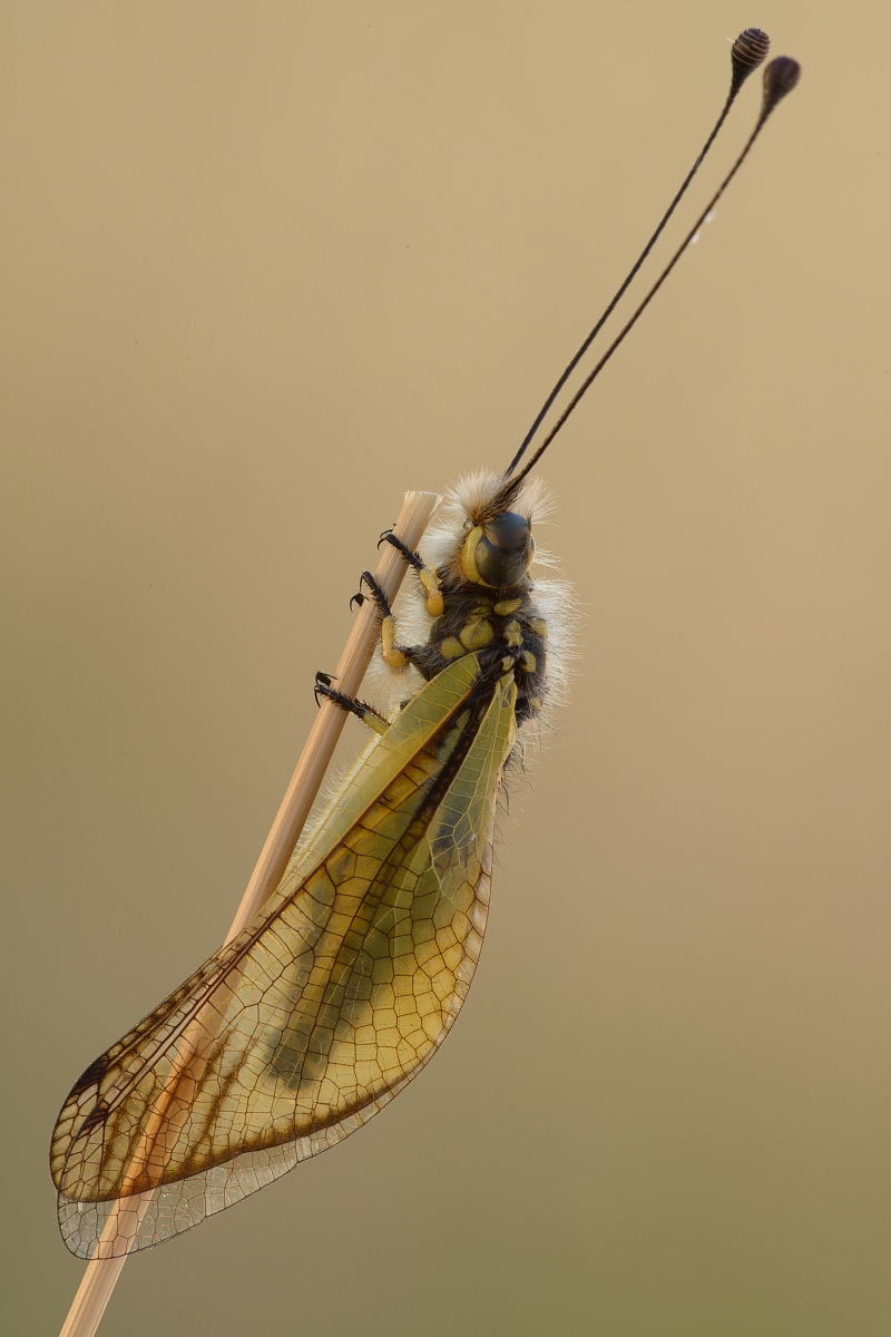 libelloides coccarides