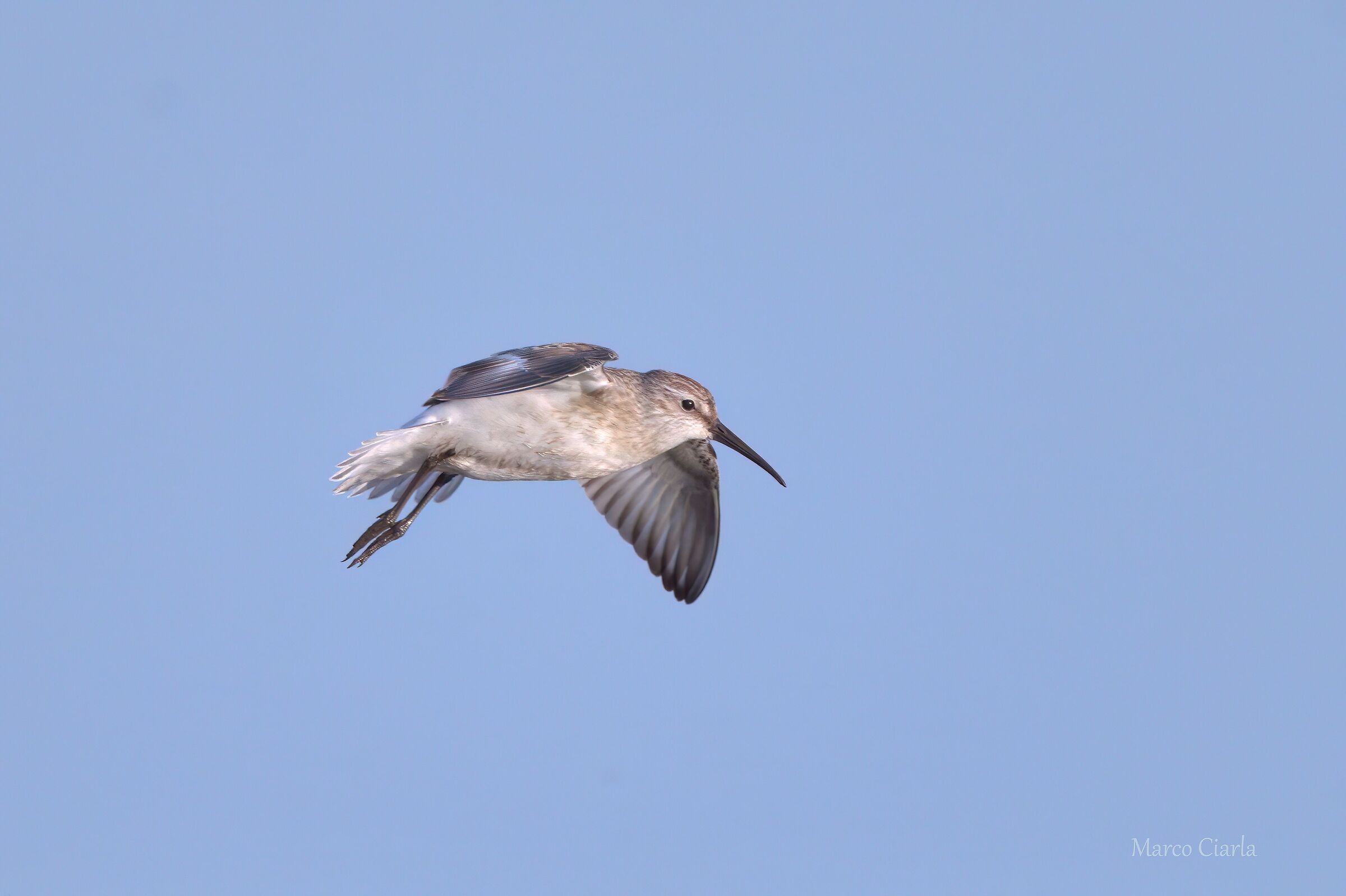 Piovanello comune (Calidris ferruginea )