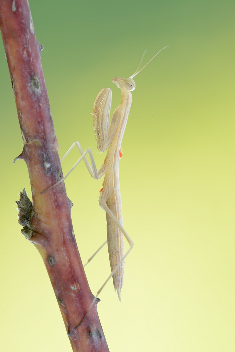 mantis religiosa