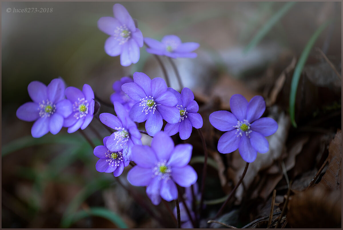 Di un colore inimitabile ..