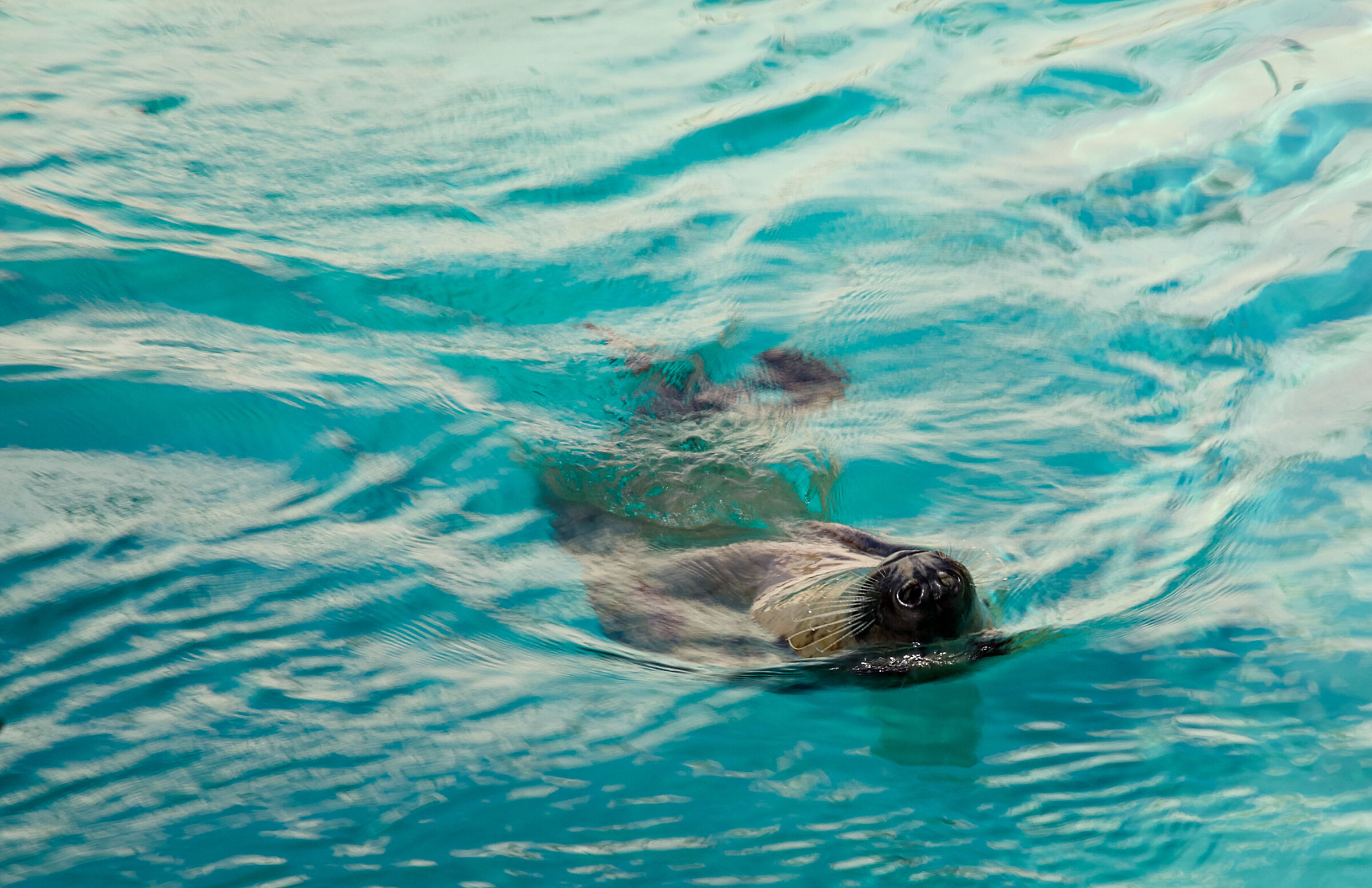 Turquoise tranquility