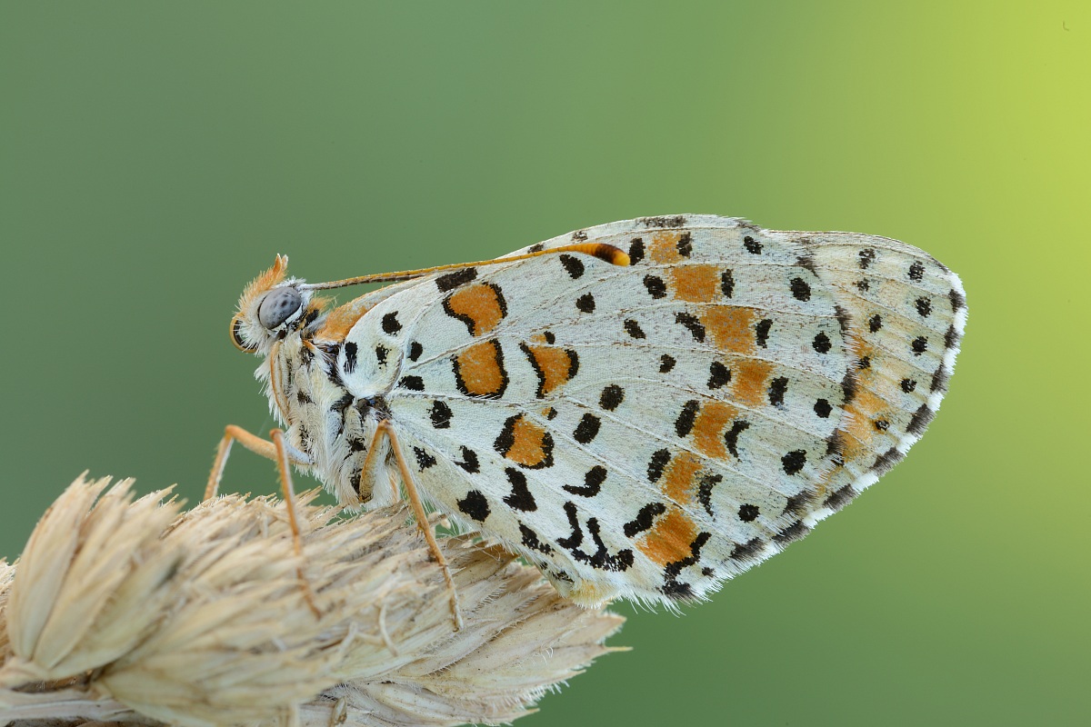 melitaea didyma