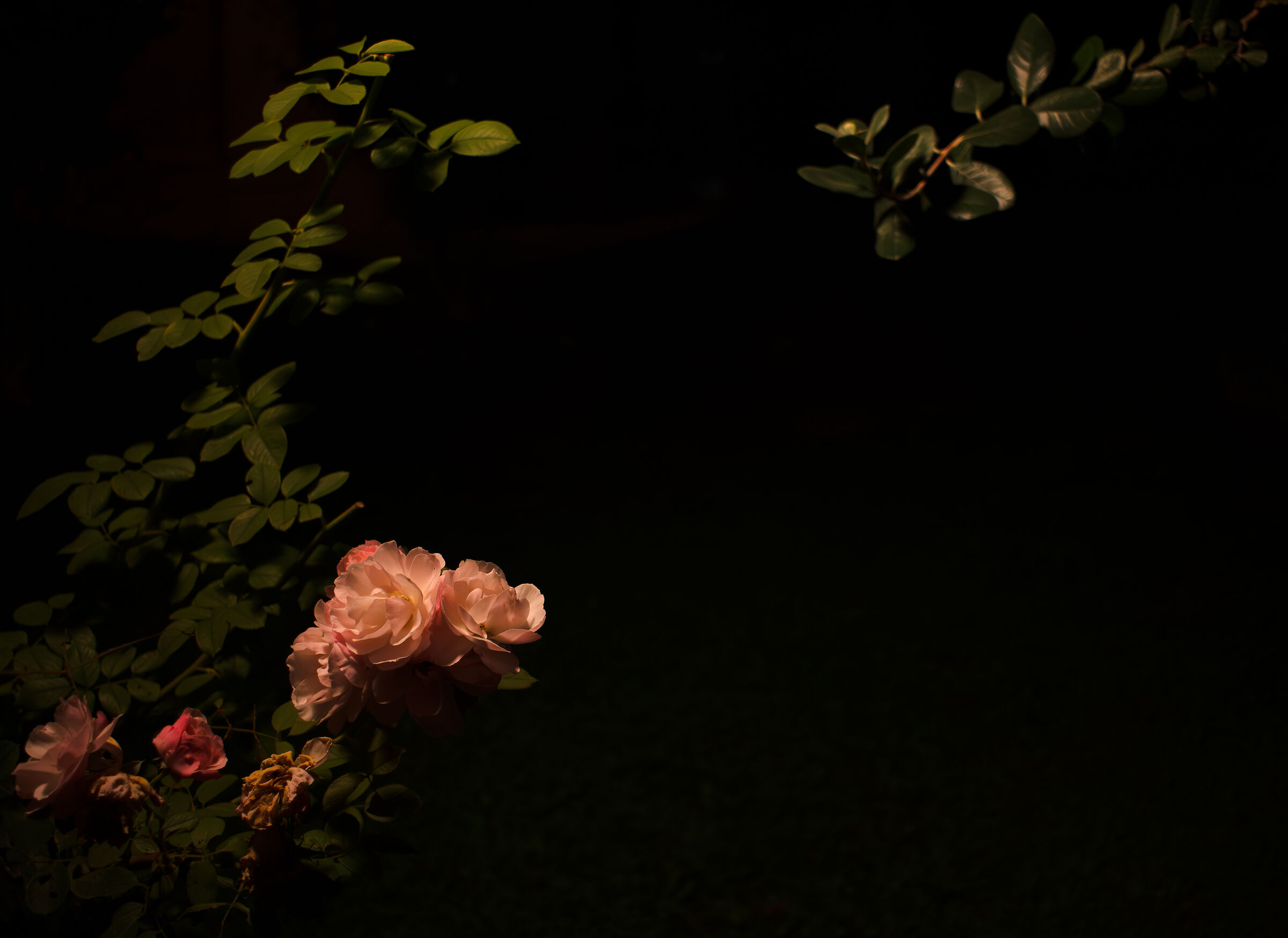 Rose in the dark