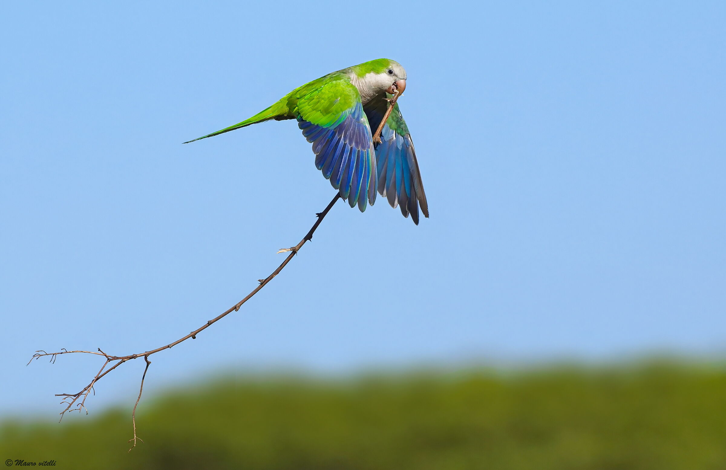 Monk Parakeet (Myopsitta Bonaparte)