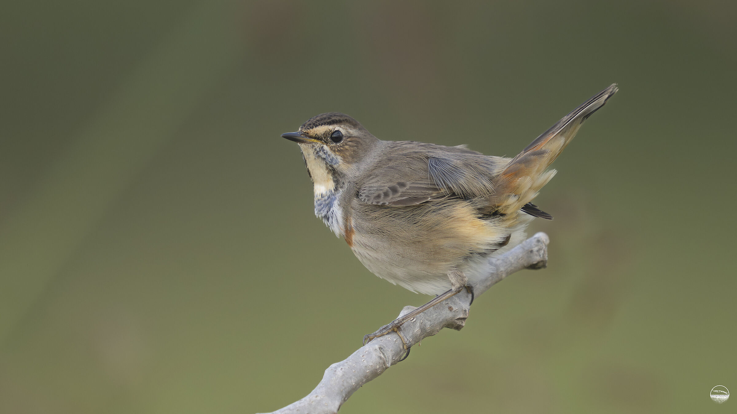 bluethroat