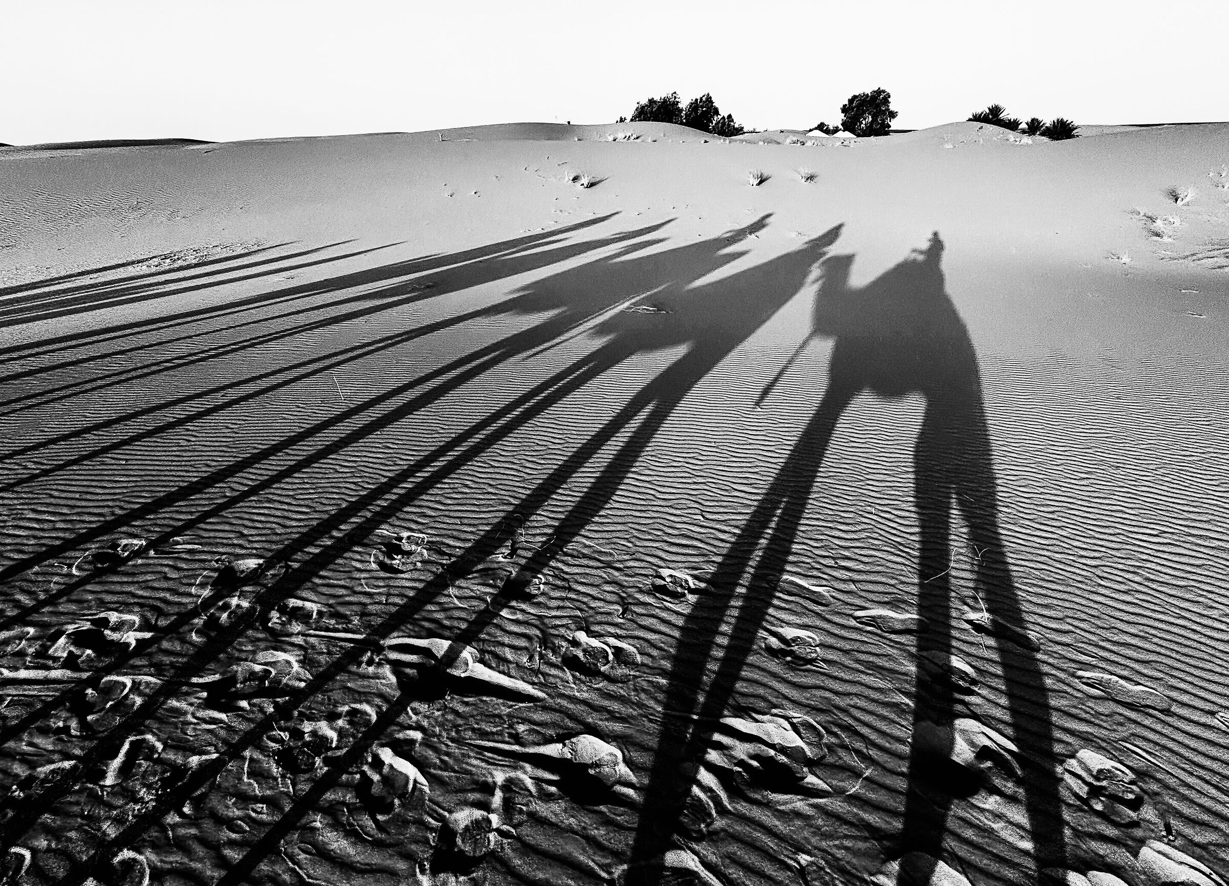 desert shadow