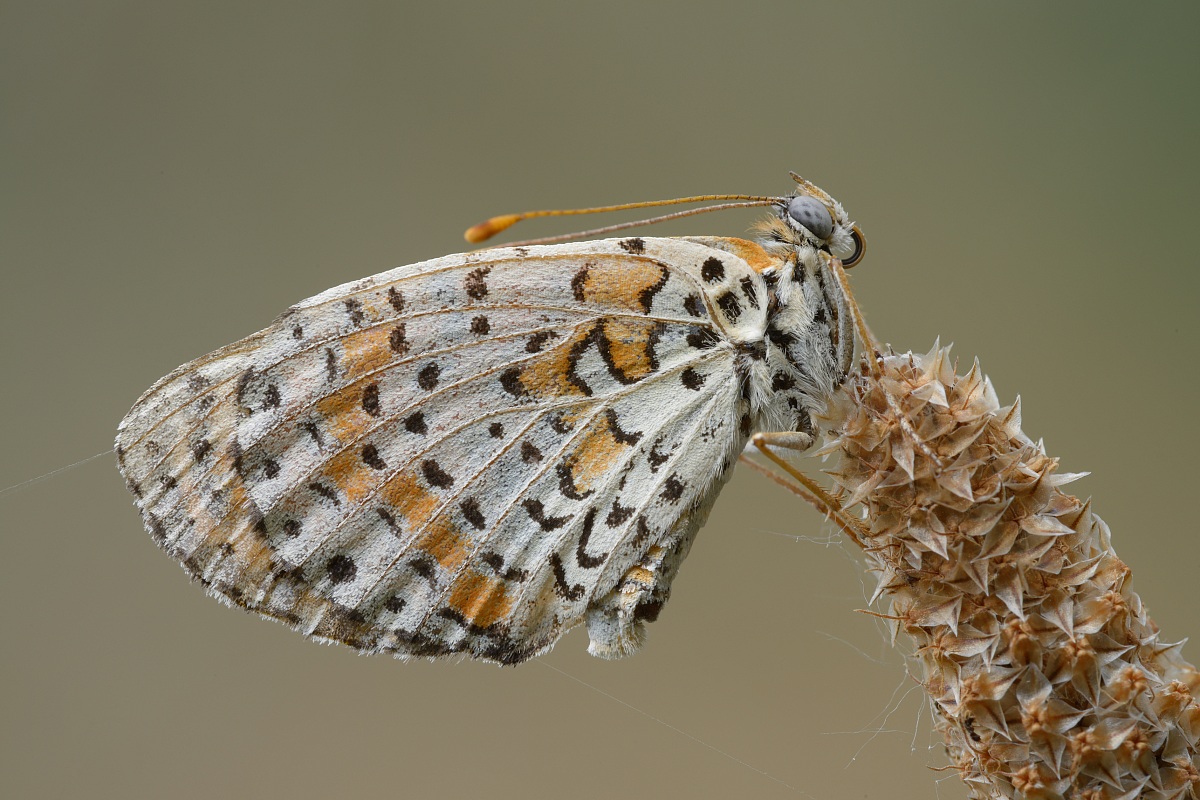 melitaea didyma