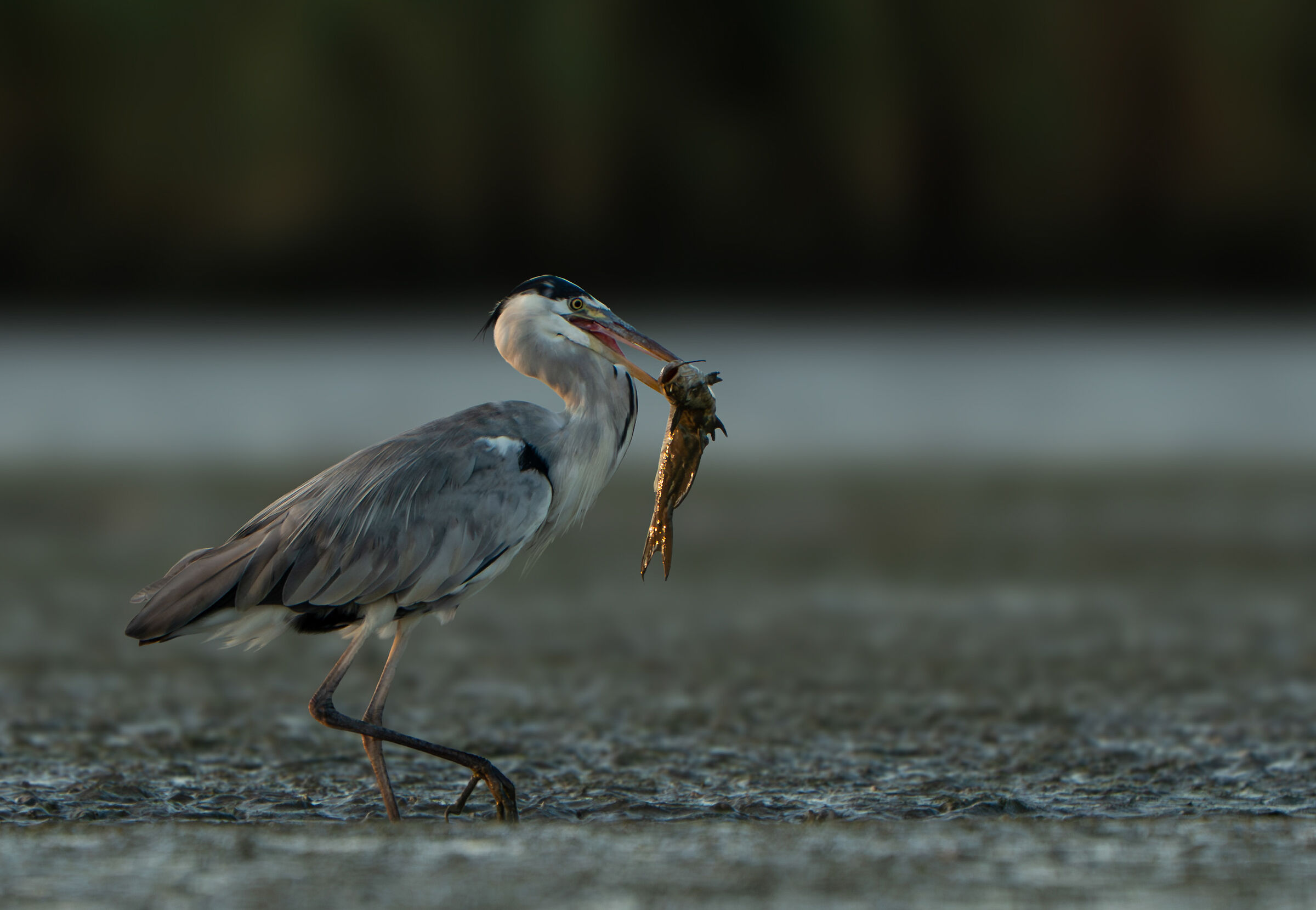 L'airone e il pesce gatto