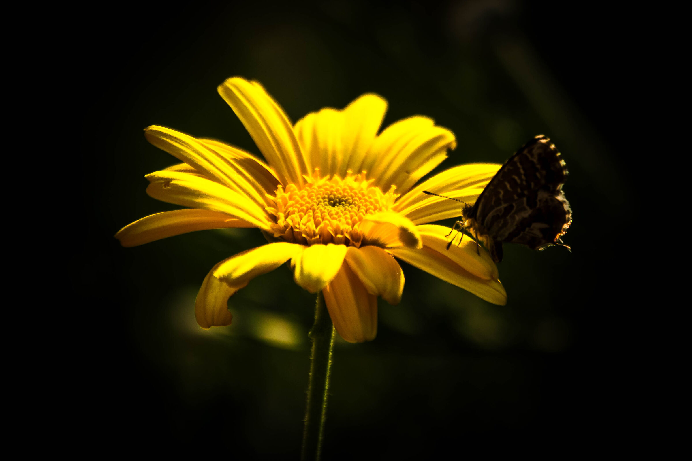 The story of the shy little butterfly