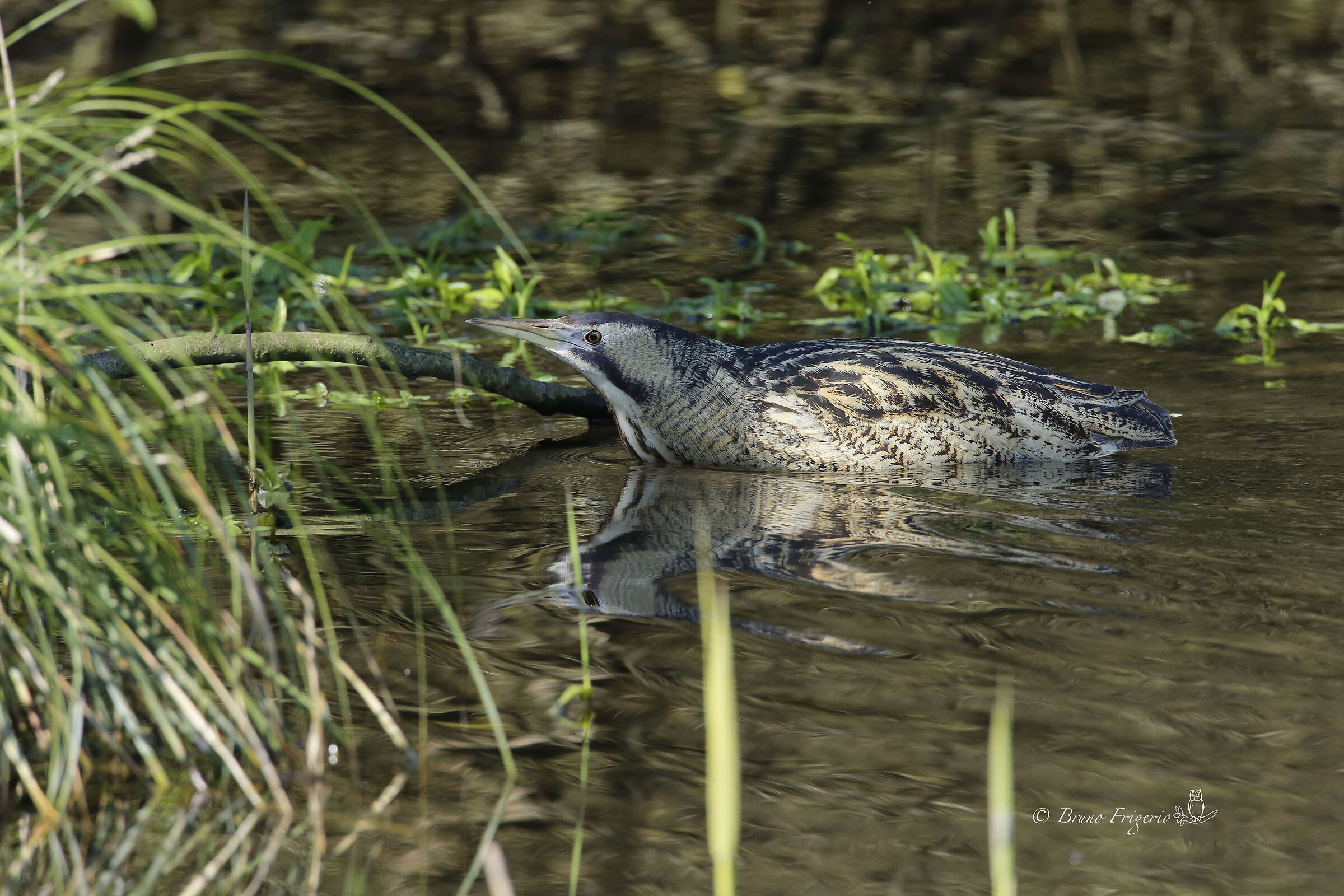 Bittern at the ford