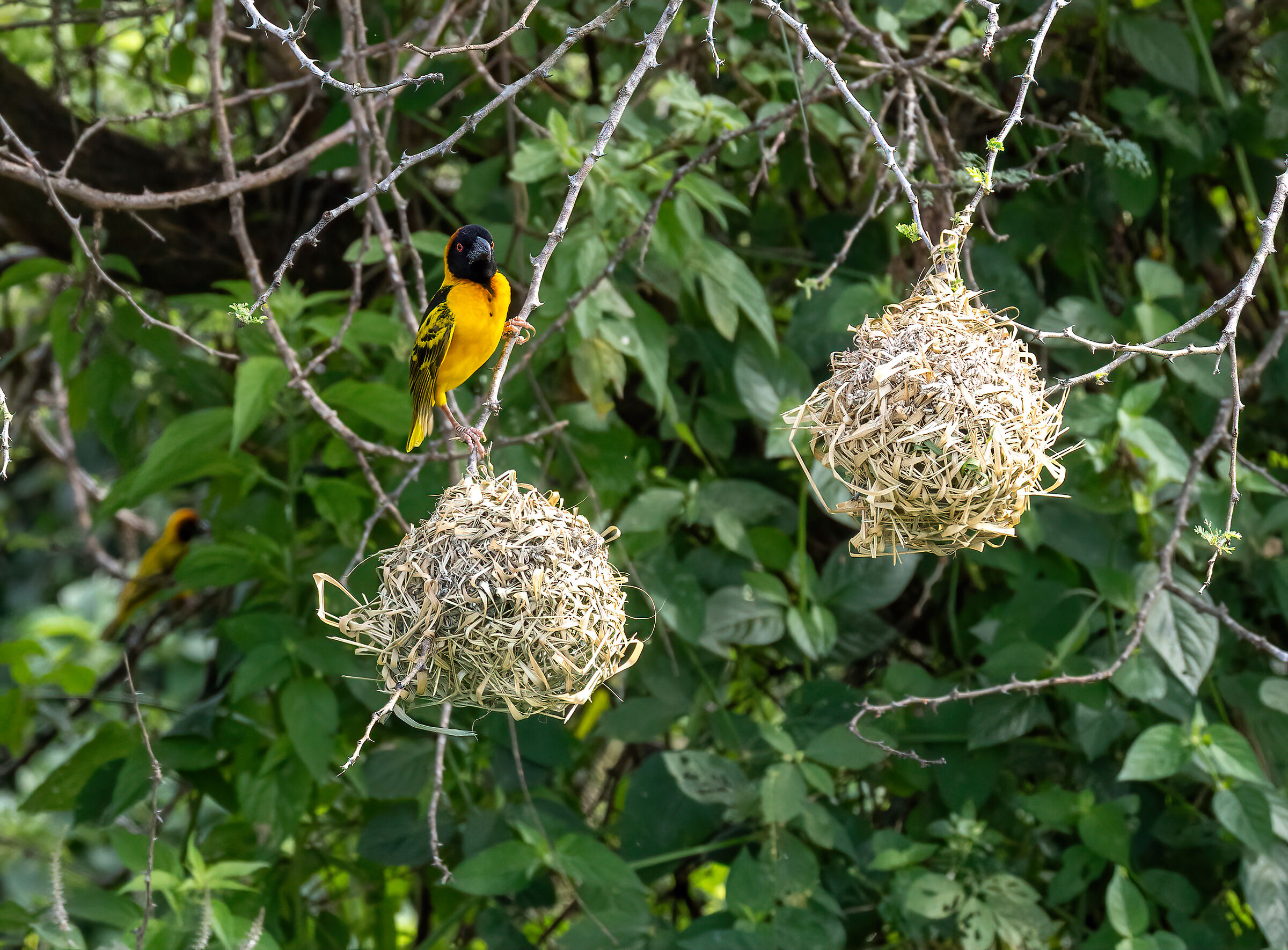 Ploceidae - weaver