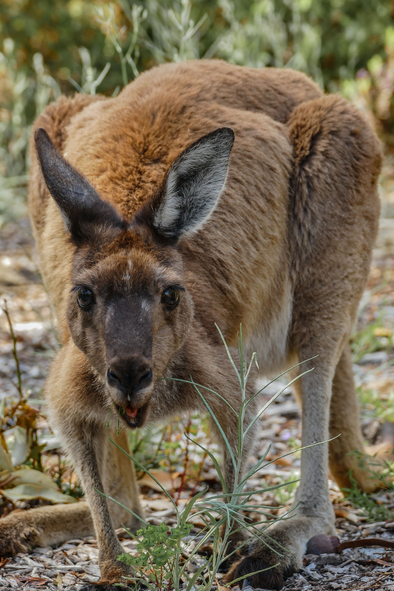 Grey Kangaroo