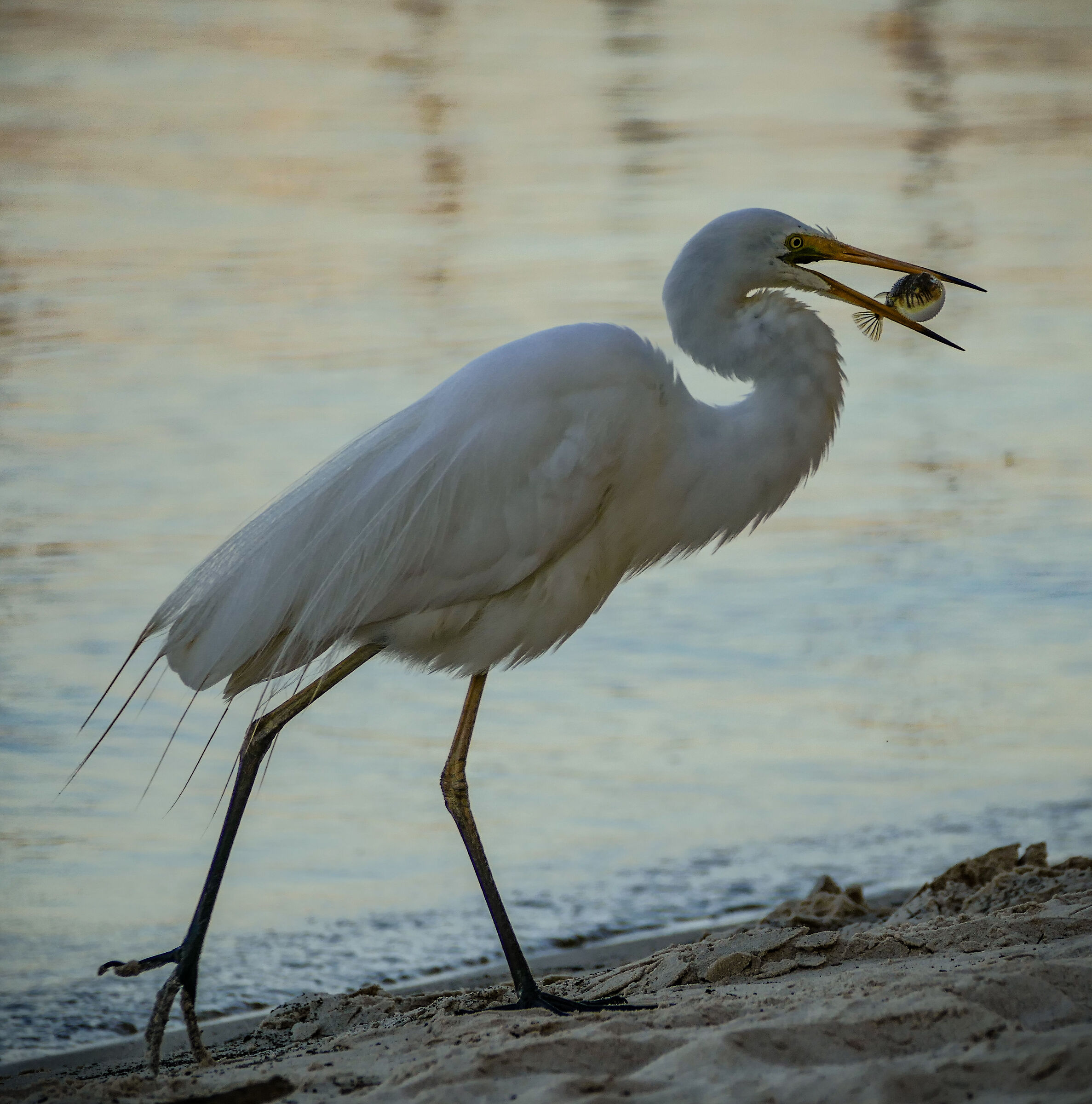 White Heron catches puffer fish