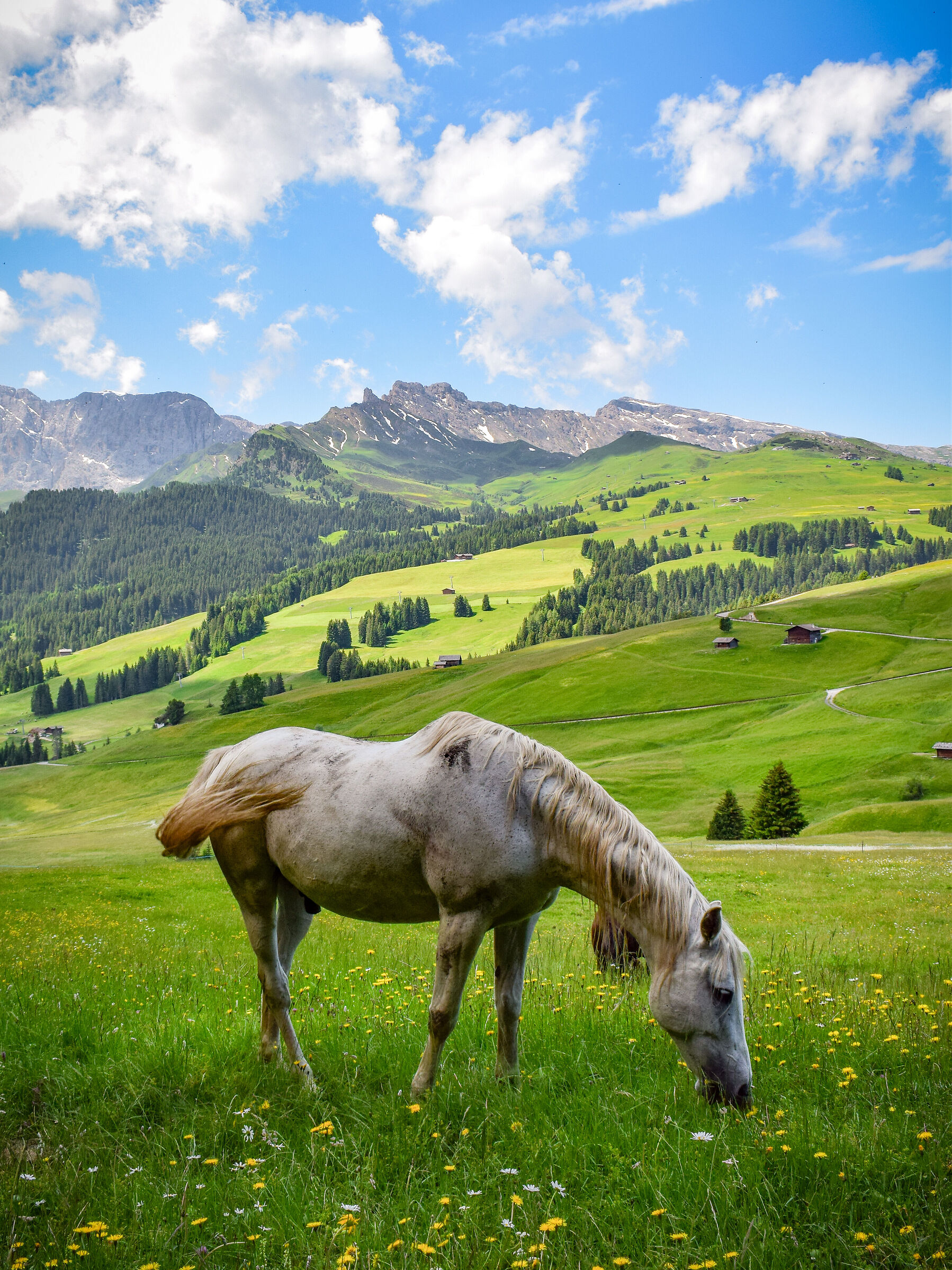 Alpe di Siusi