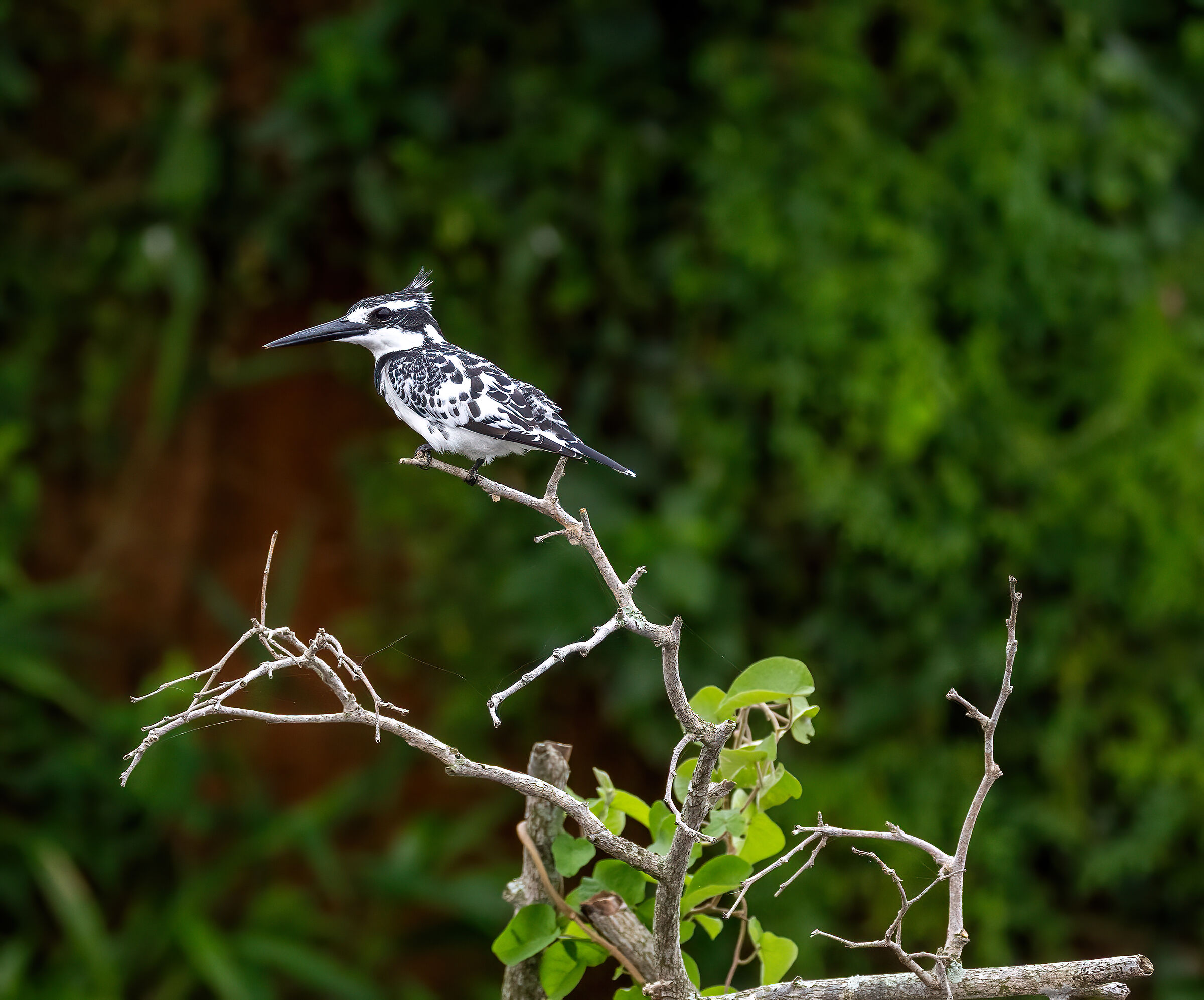 Kingfisher