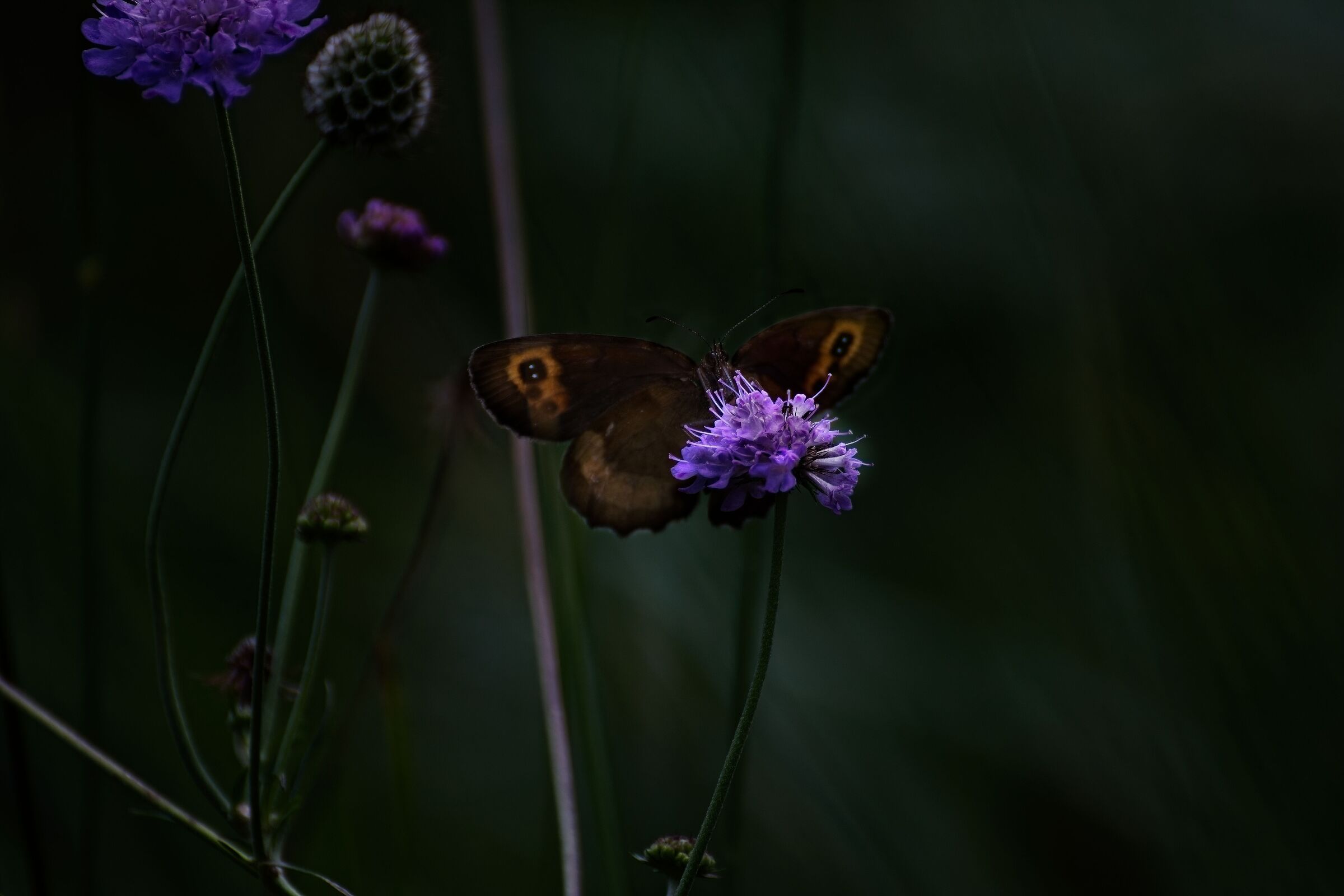 Untitled Photo