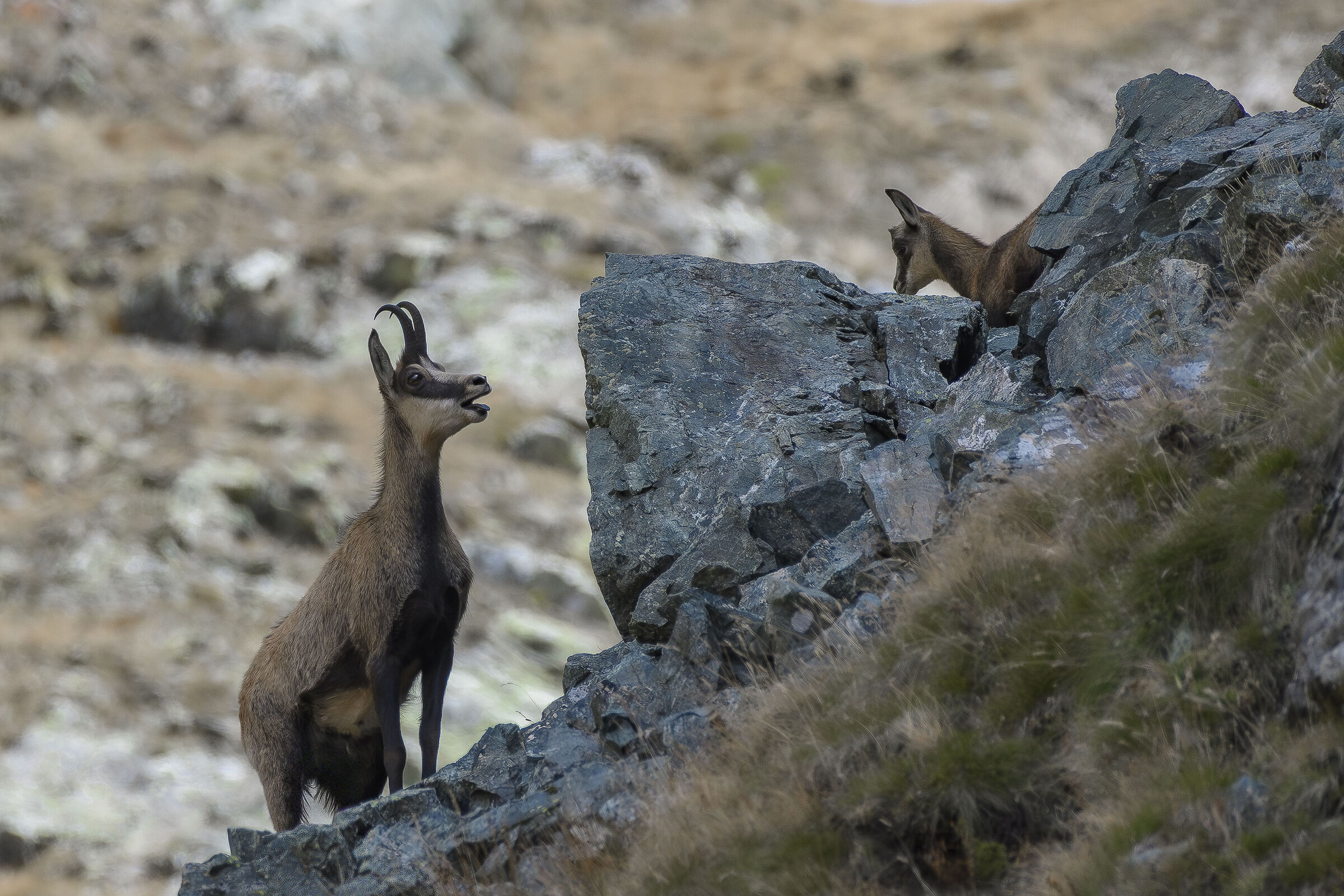 Si mamma ....ho capito !