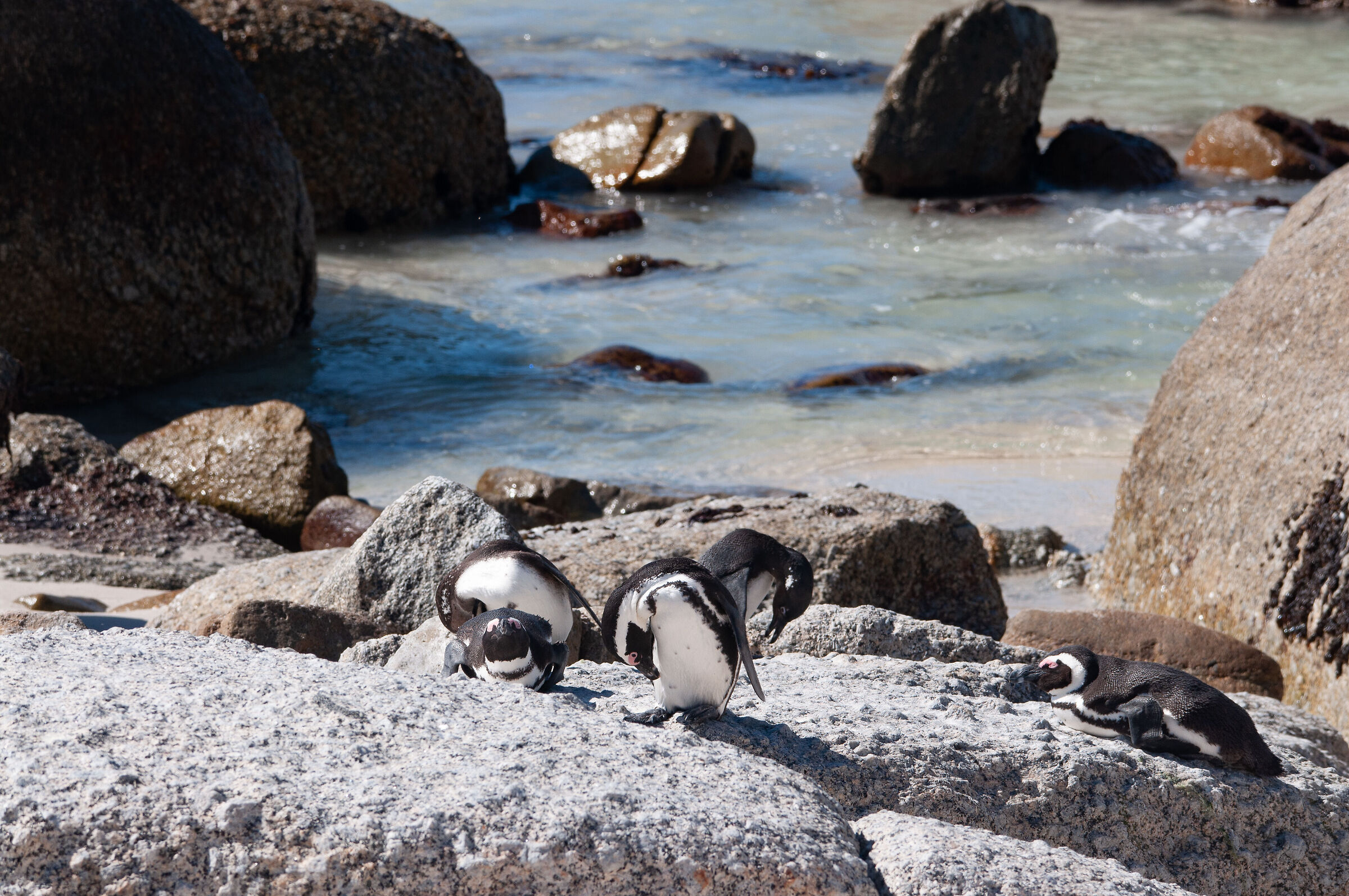 Pinguini
