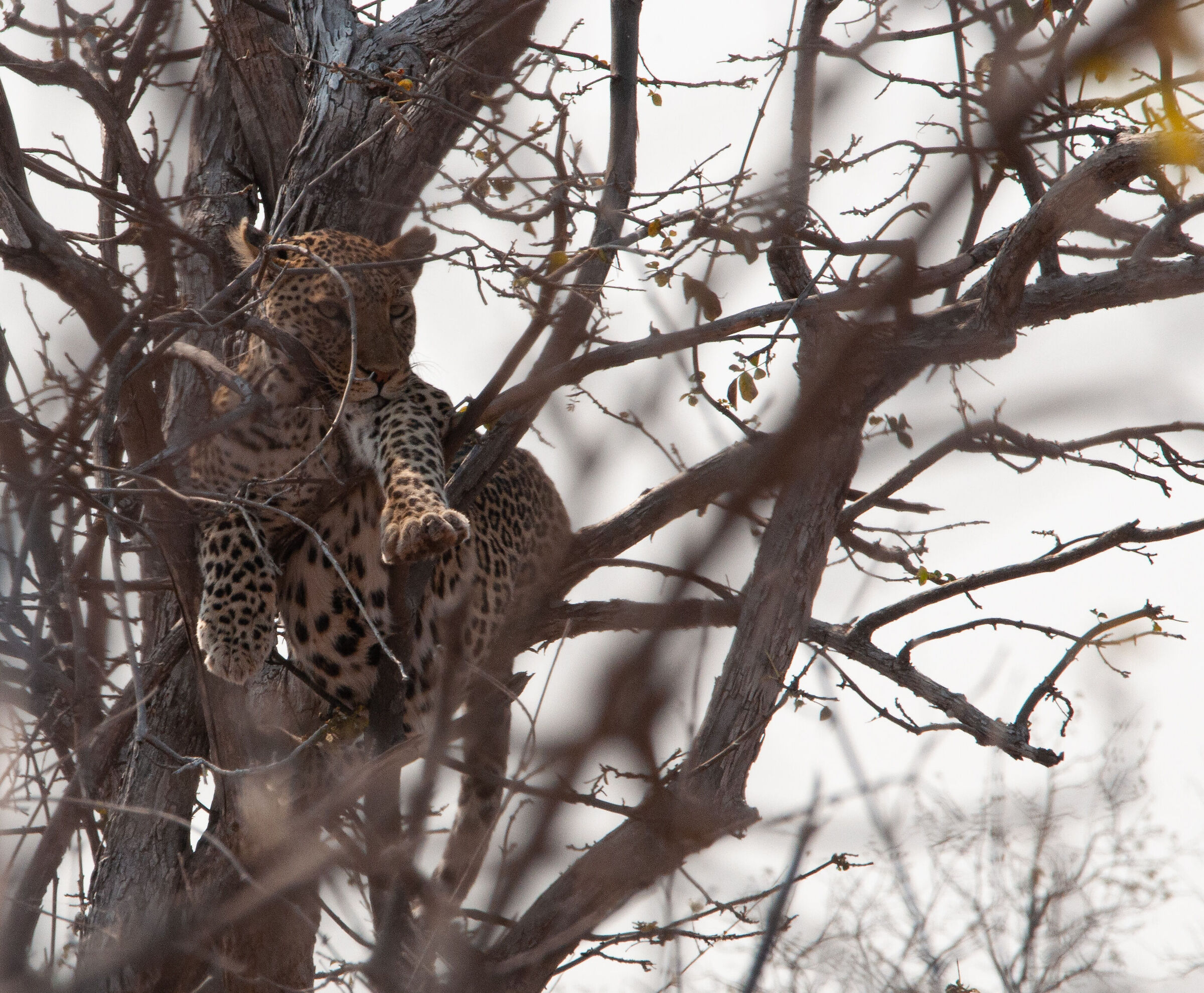 Leopardo