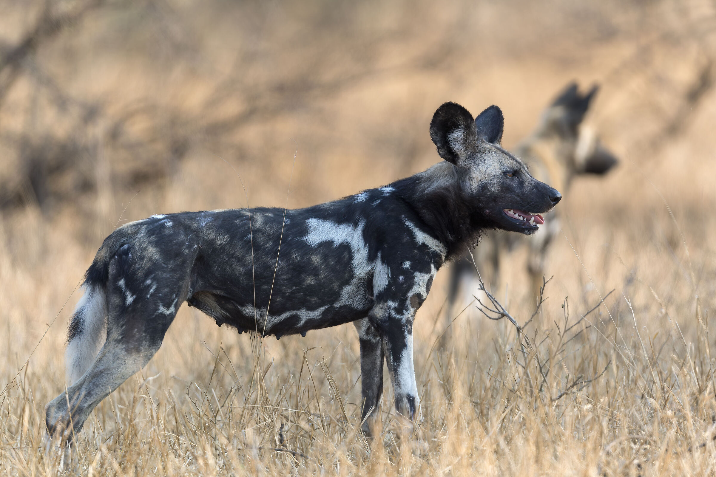 L. Wild Dogs - Kruger National Park