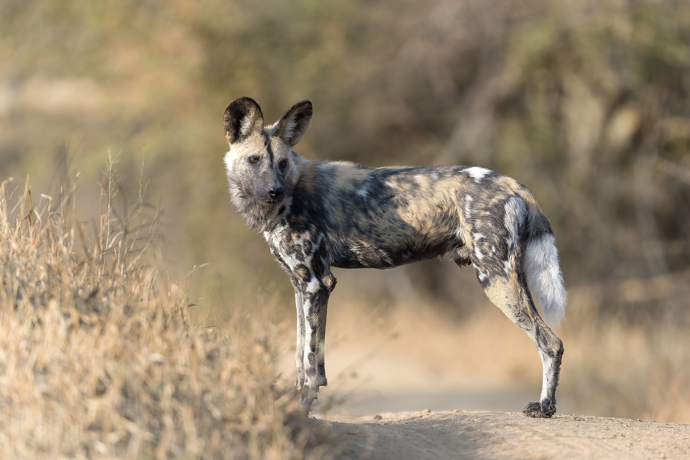 L. Wild Dogs - Kruger National Park