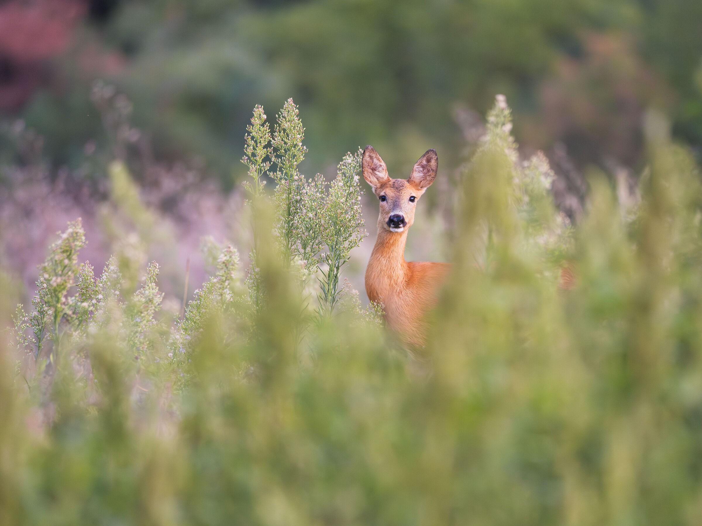 Roe deer