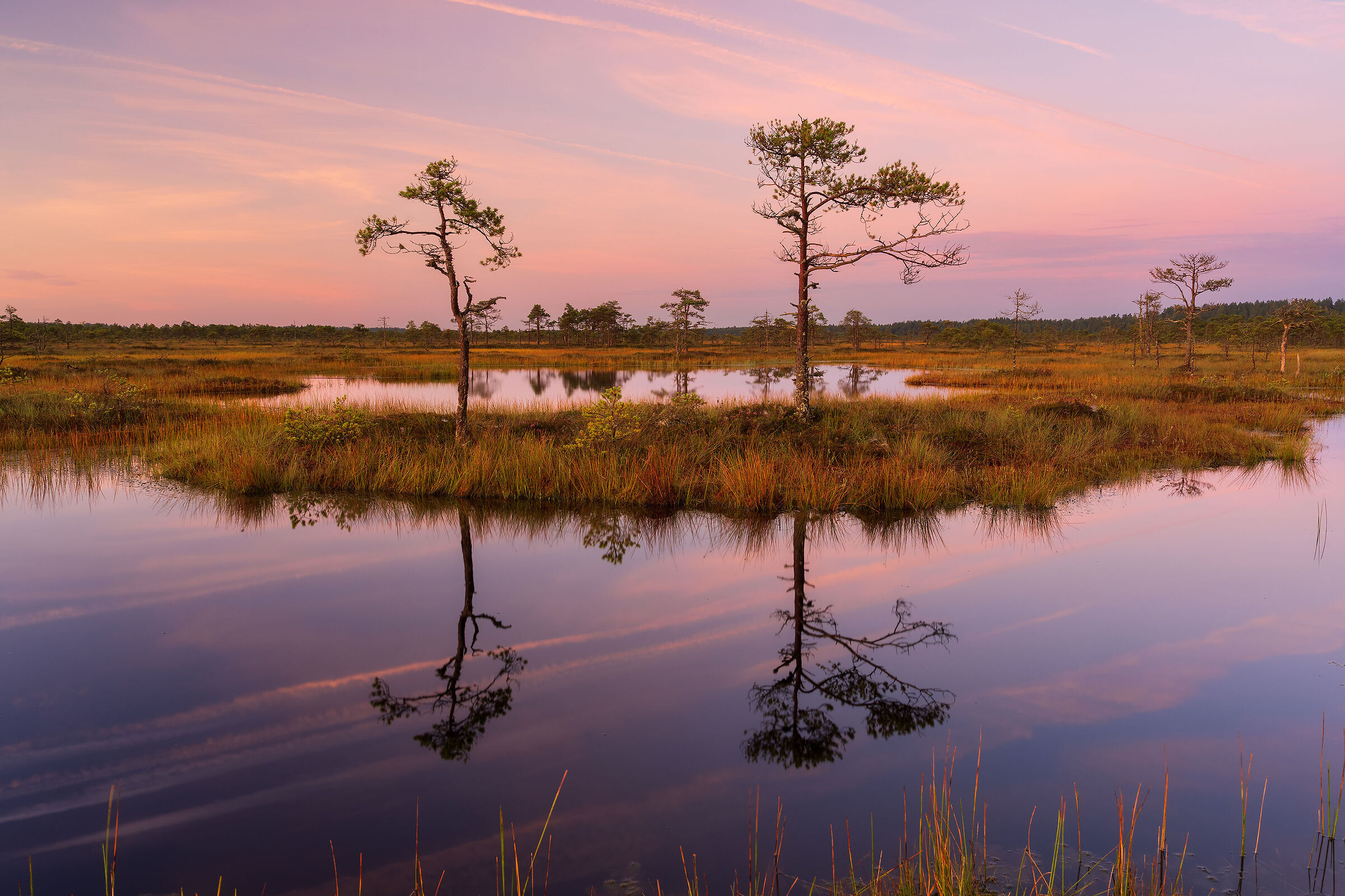 Sunrise in the peat bog