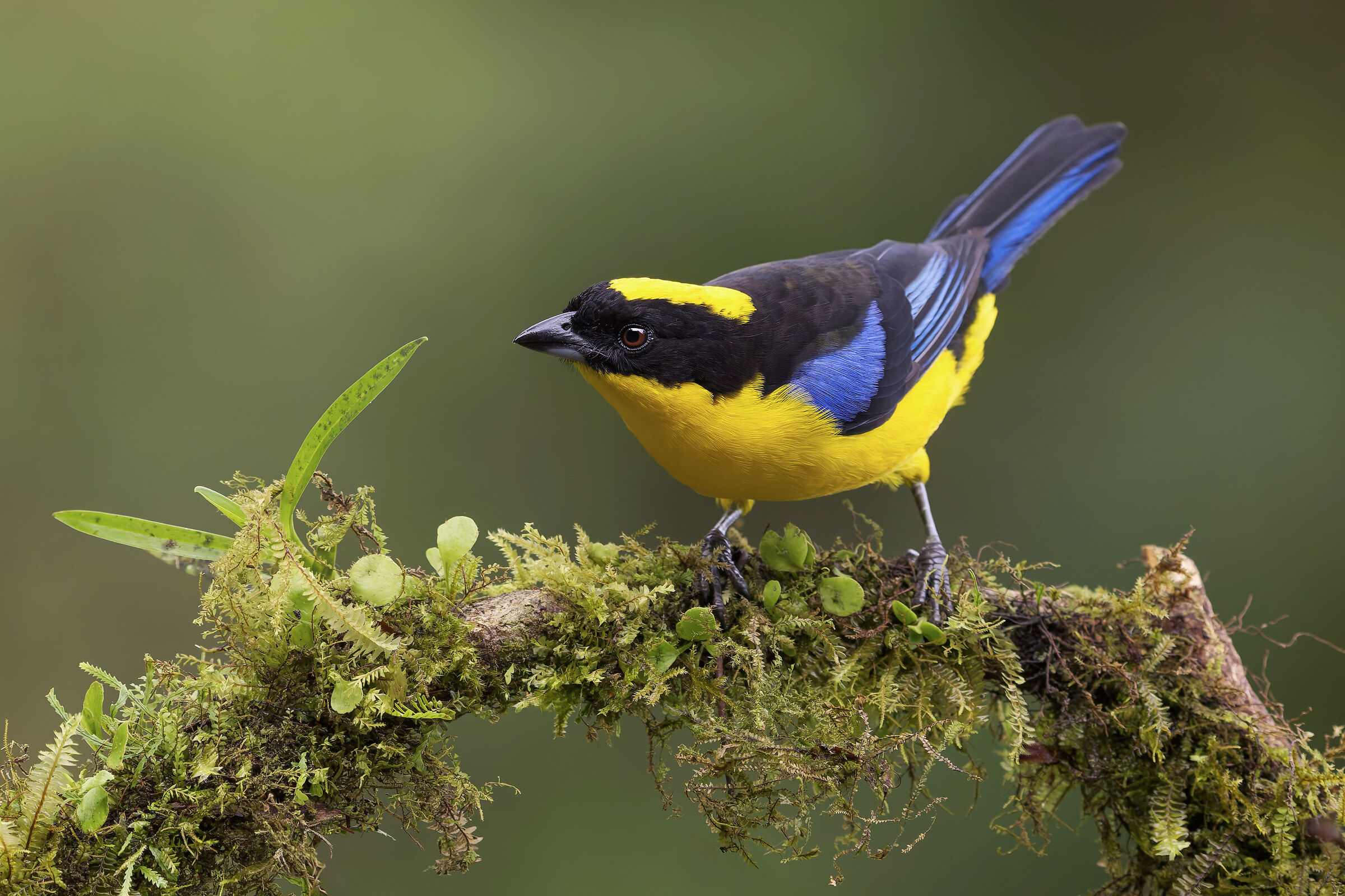 Tanagra montana aliazzurre