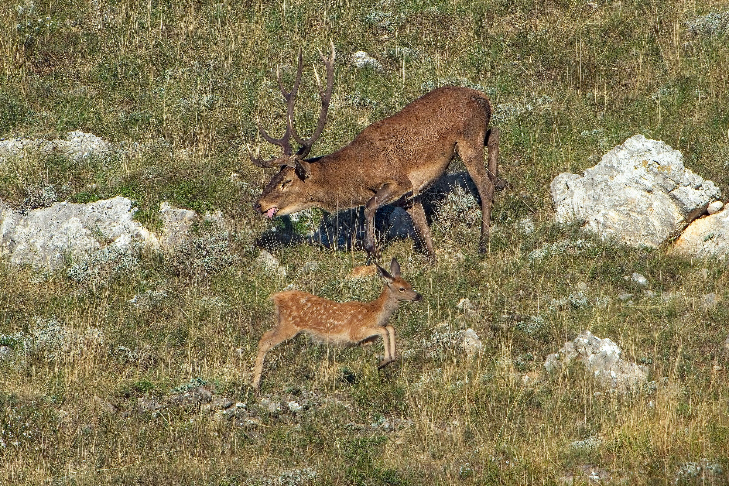 Via! - Cervo nobile