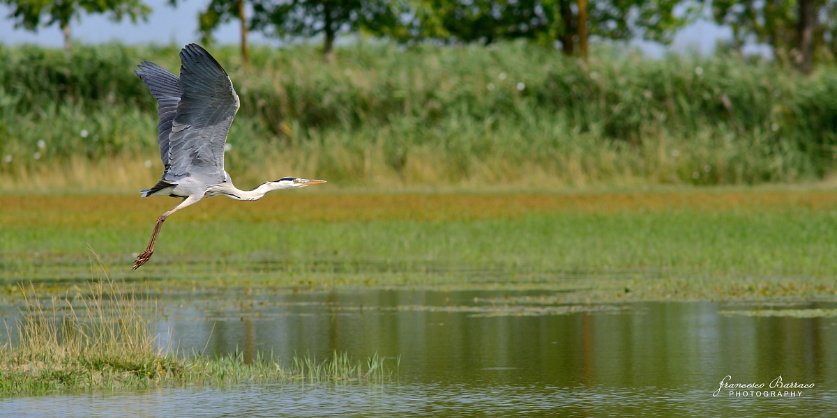 Grey Heron