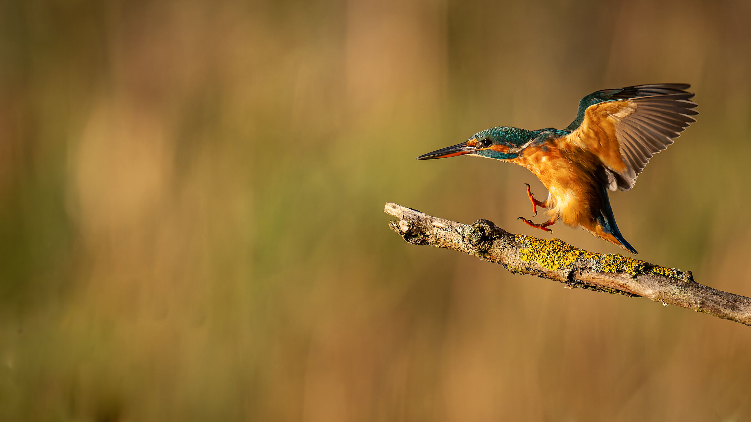 Kingfisher