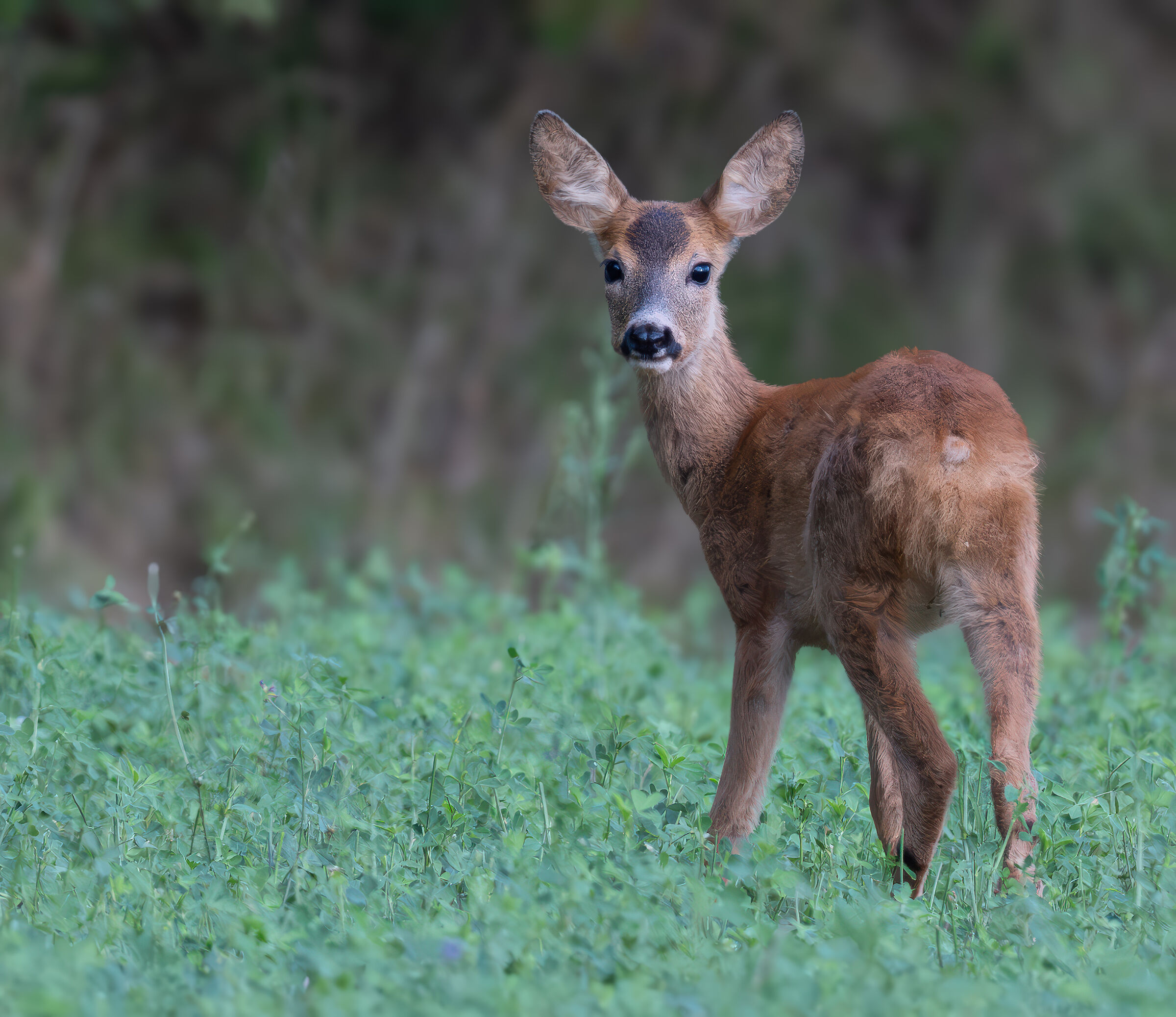 Young roe deer