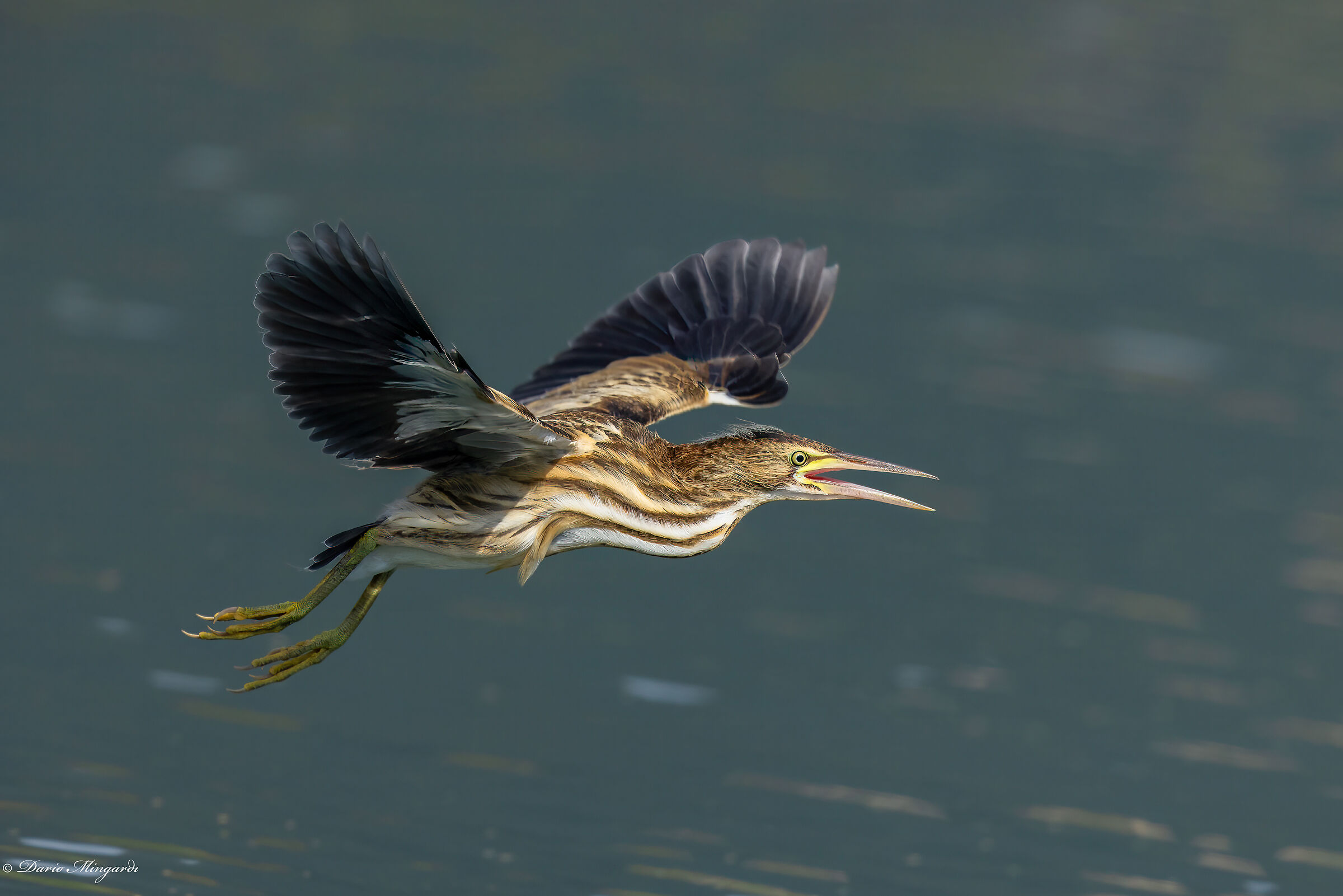 Tarabusino giovane del primo anno - Ixobrychus minutus