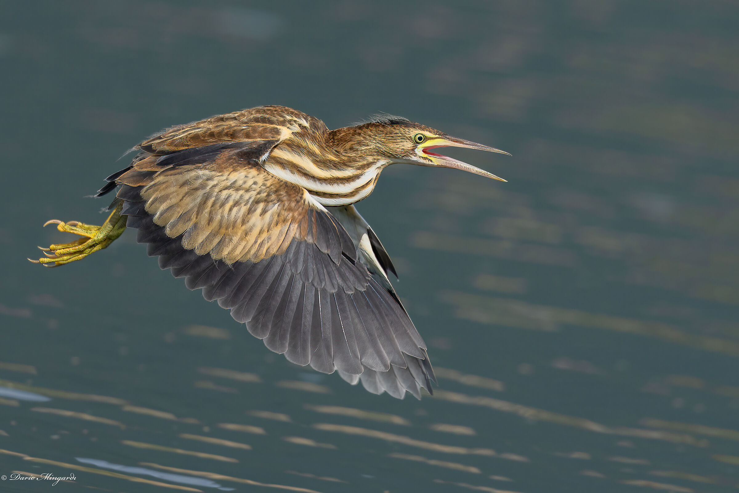 Tarabusino giovane del primo anno - Ixobrychus minutus