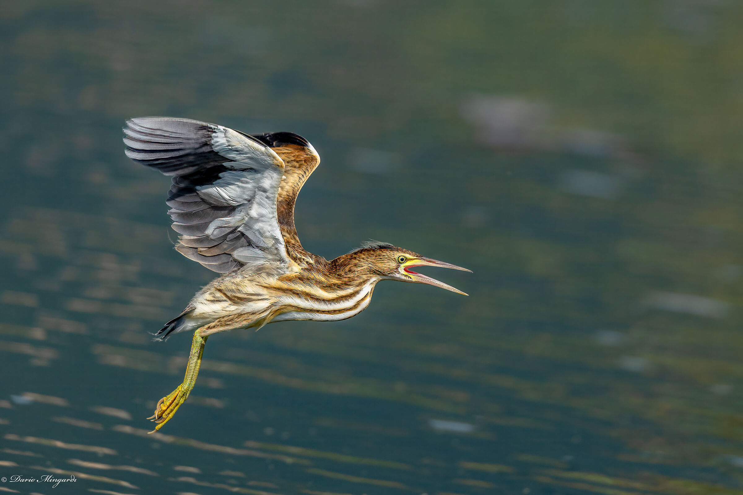 Tarabusino giovane del primo anno - Ixobrychus minutus