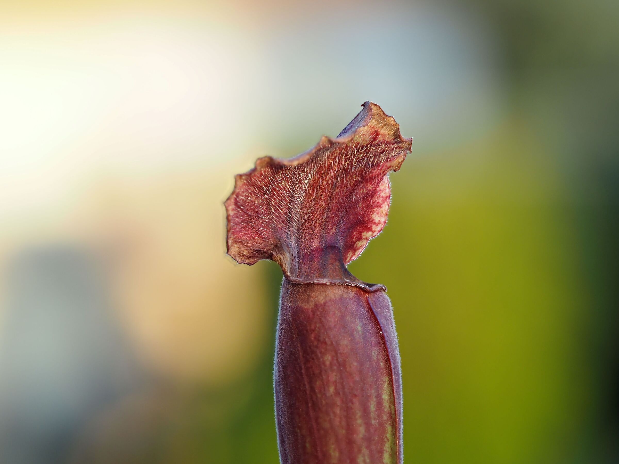 Sarracenia hungry mouth