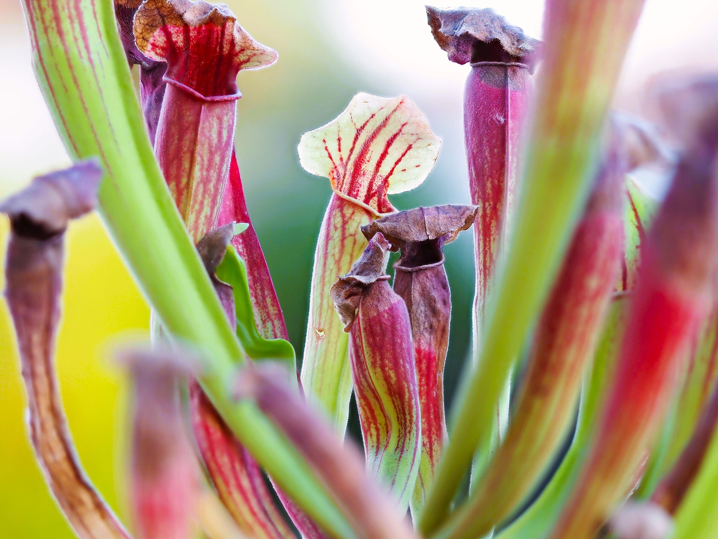 Sarracenia - Carnivorous plant