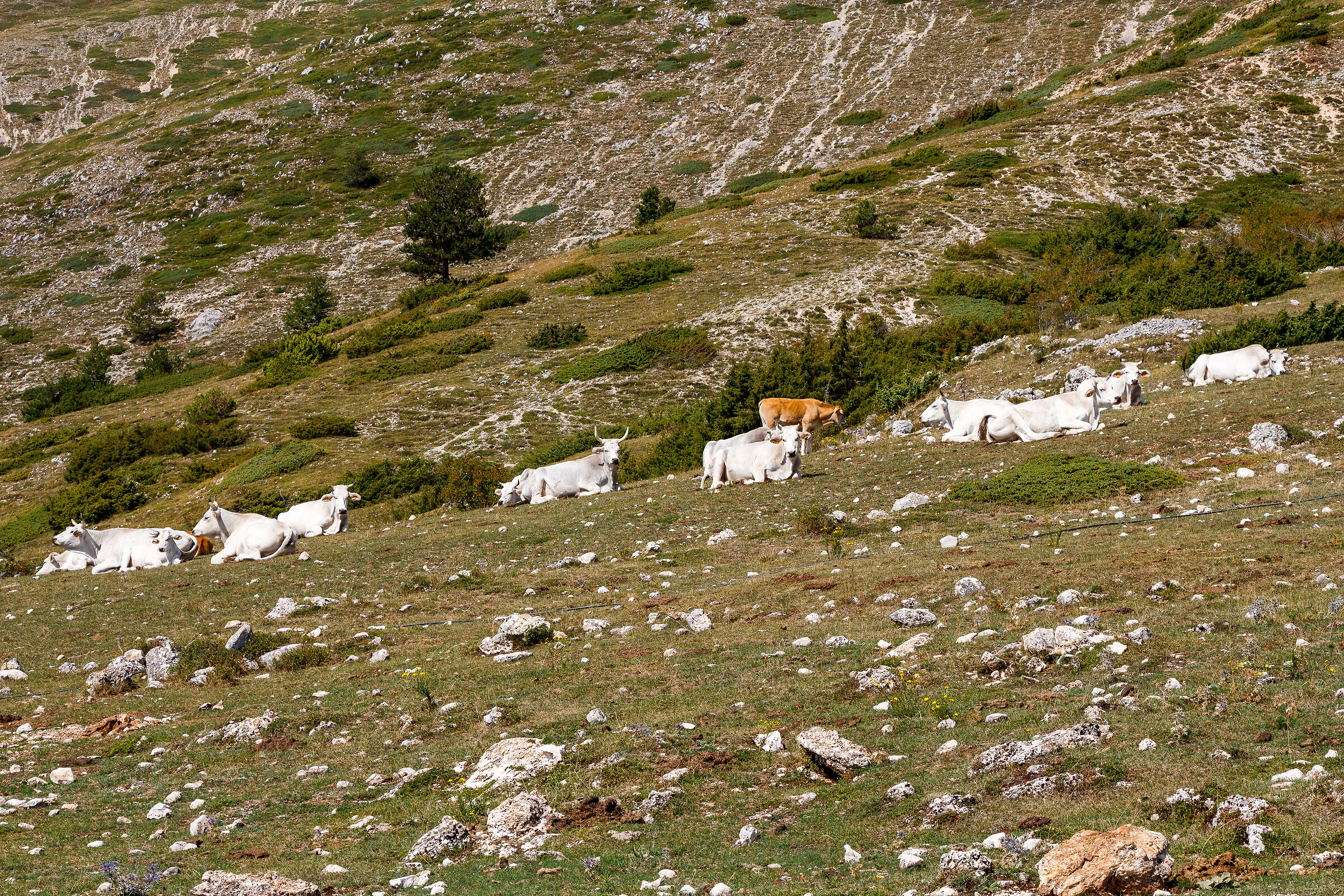 Loc. Fonte Tavoloni - Abruzzo