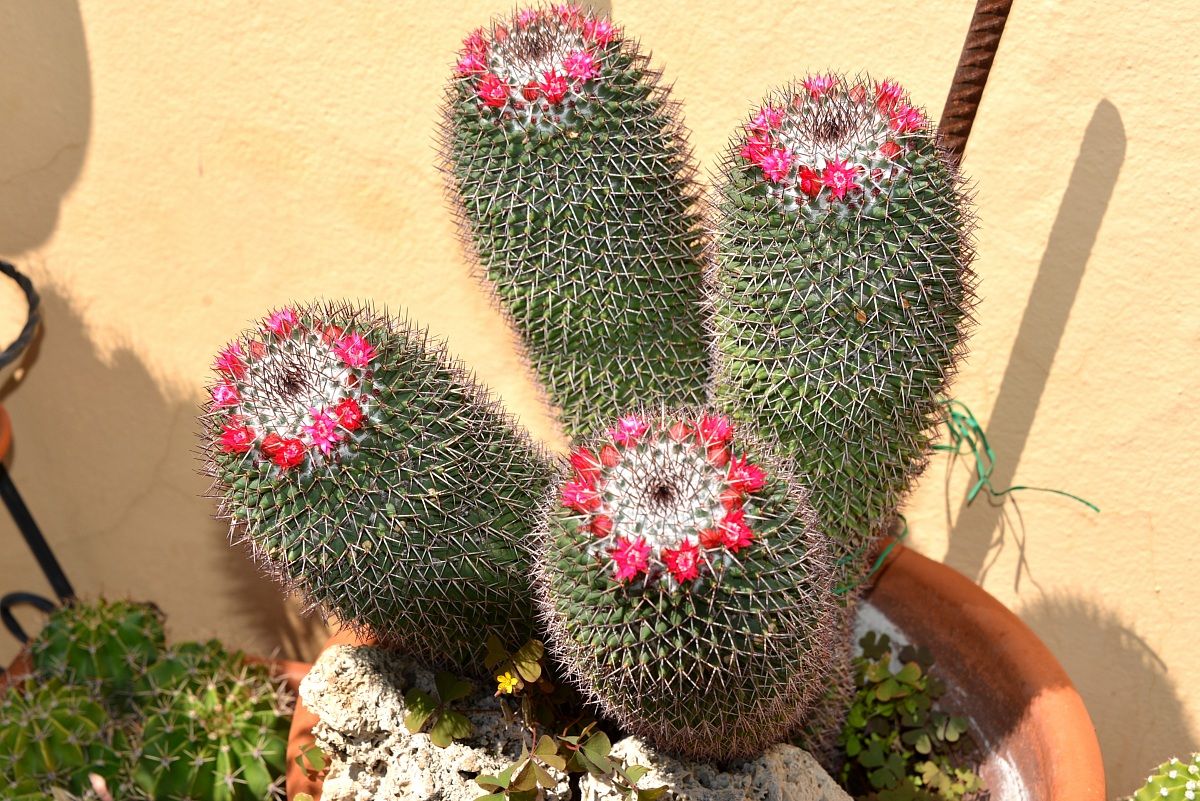 succulent plant in flower
